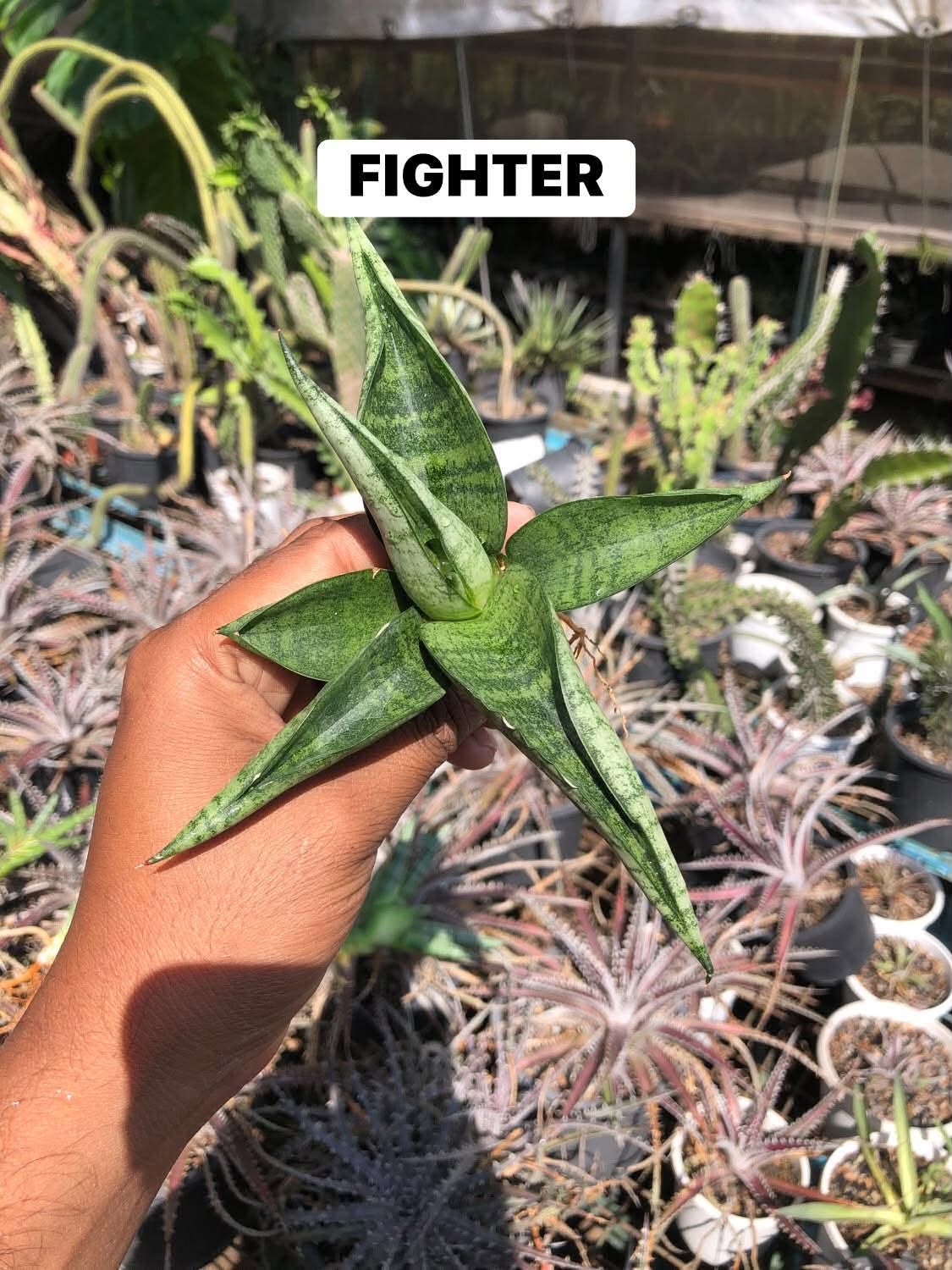 COMBO NO. 36 : COMBO OF 5 SANSEVIERIA