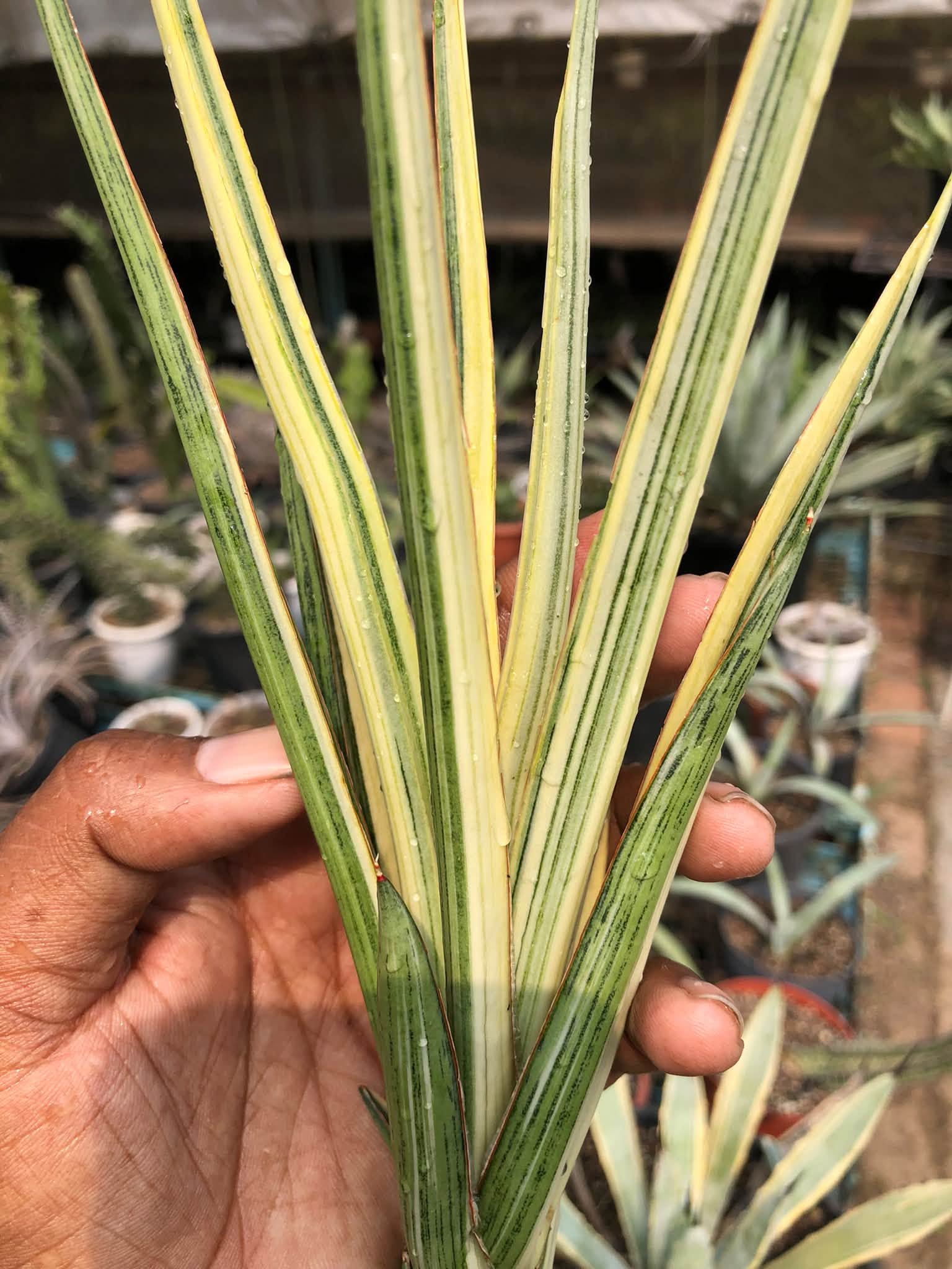 SANSEVIERIA SILVER TORCH VAR