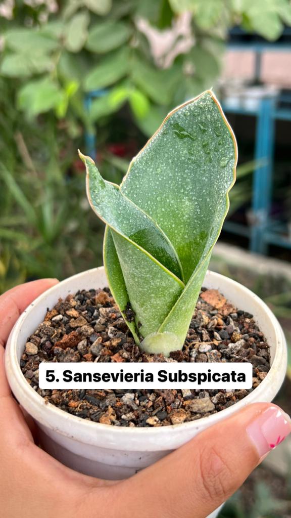 Sansevieria Combo Offer Of 6 (A)