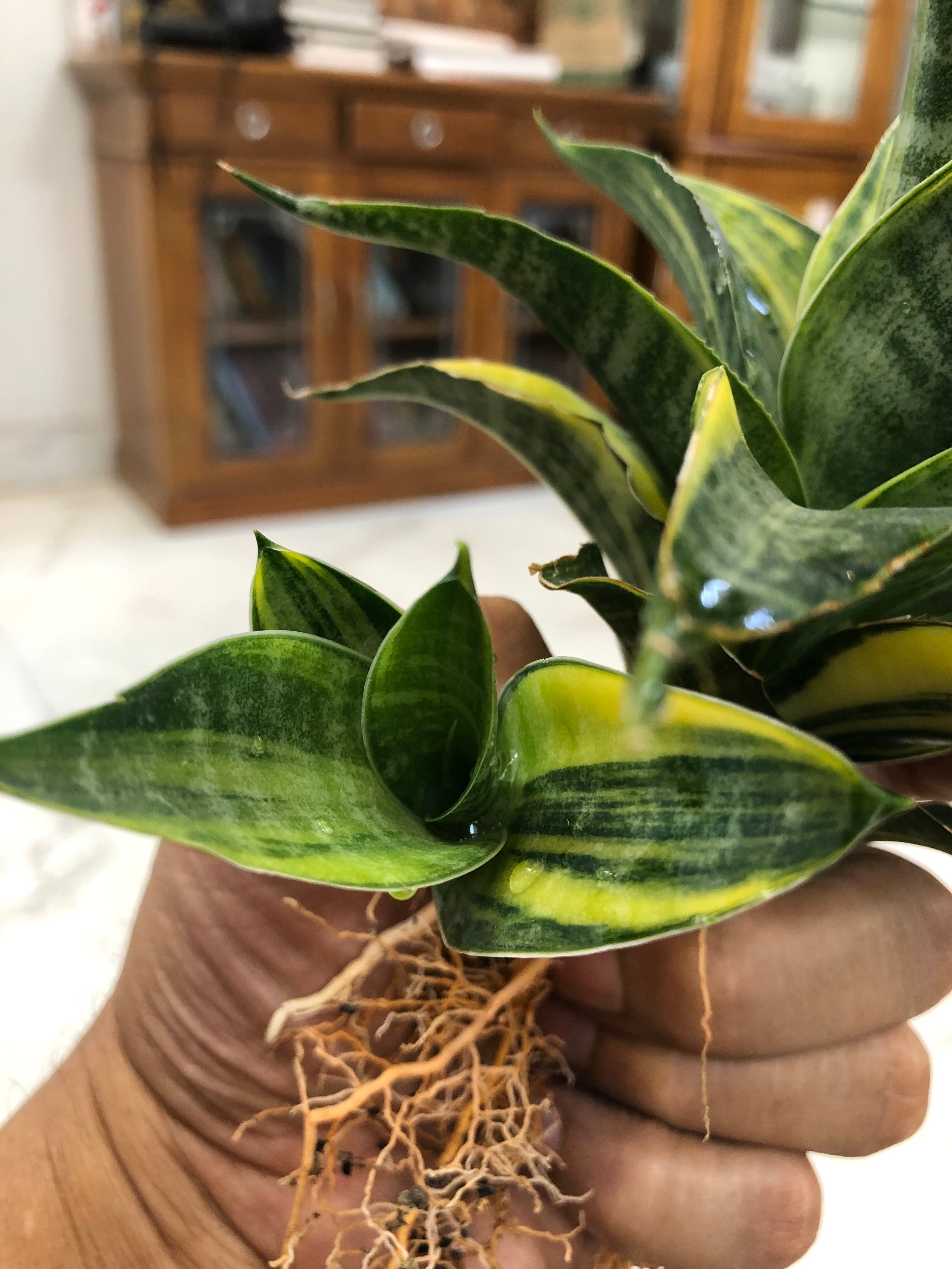Sansevieria ARIELLA VARIEGATED