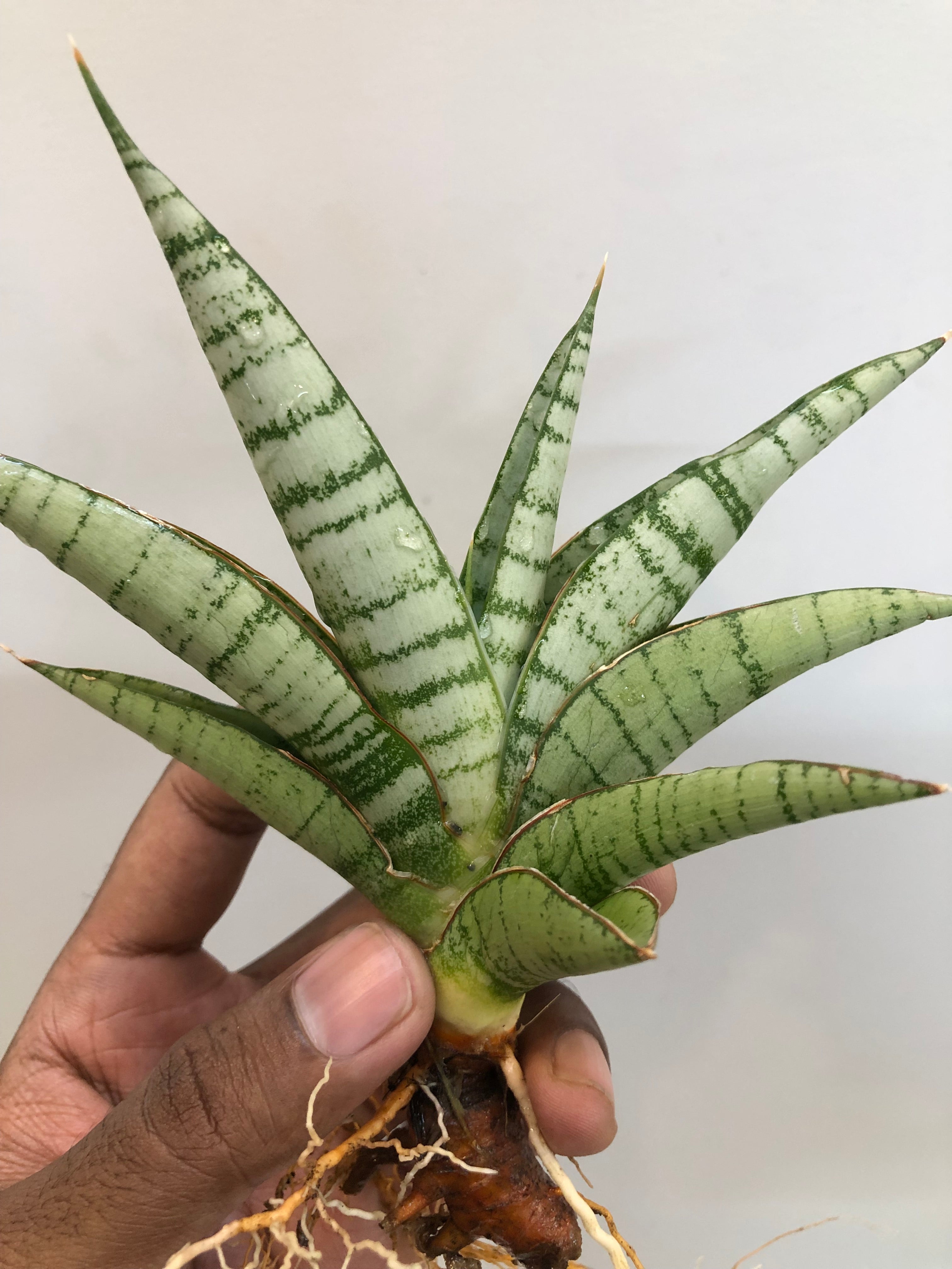 Sansevieria HANOMAN