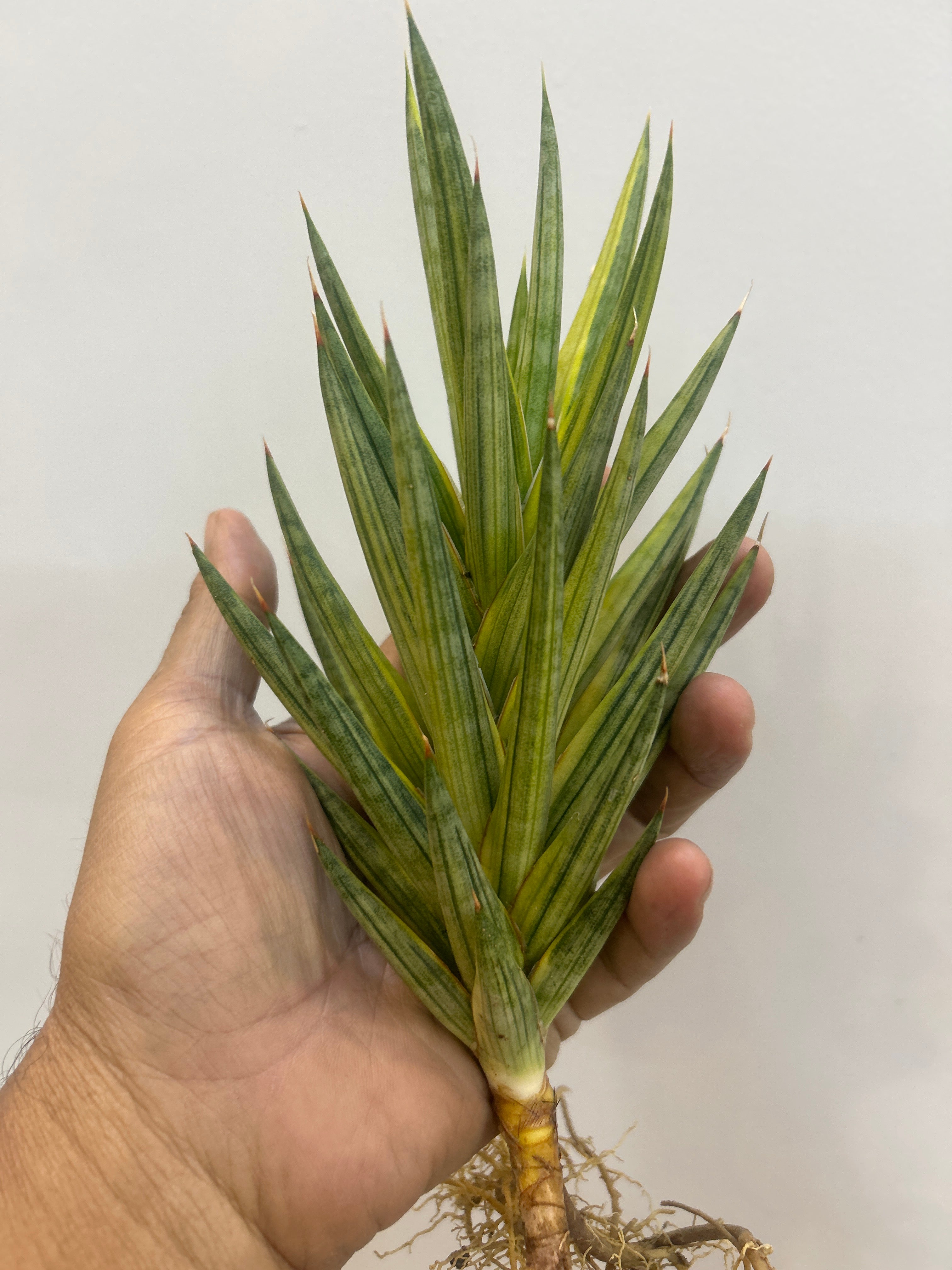 Sansevieria FRANCISSI YELLOW VARIEGATED
