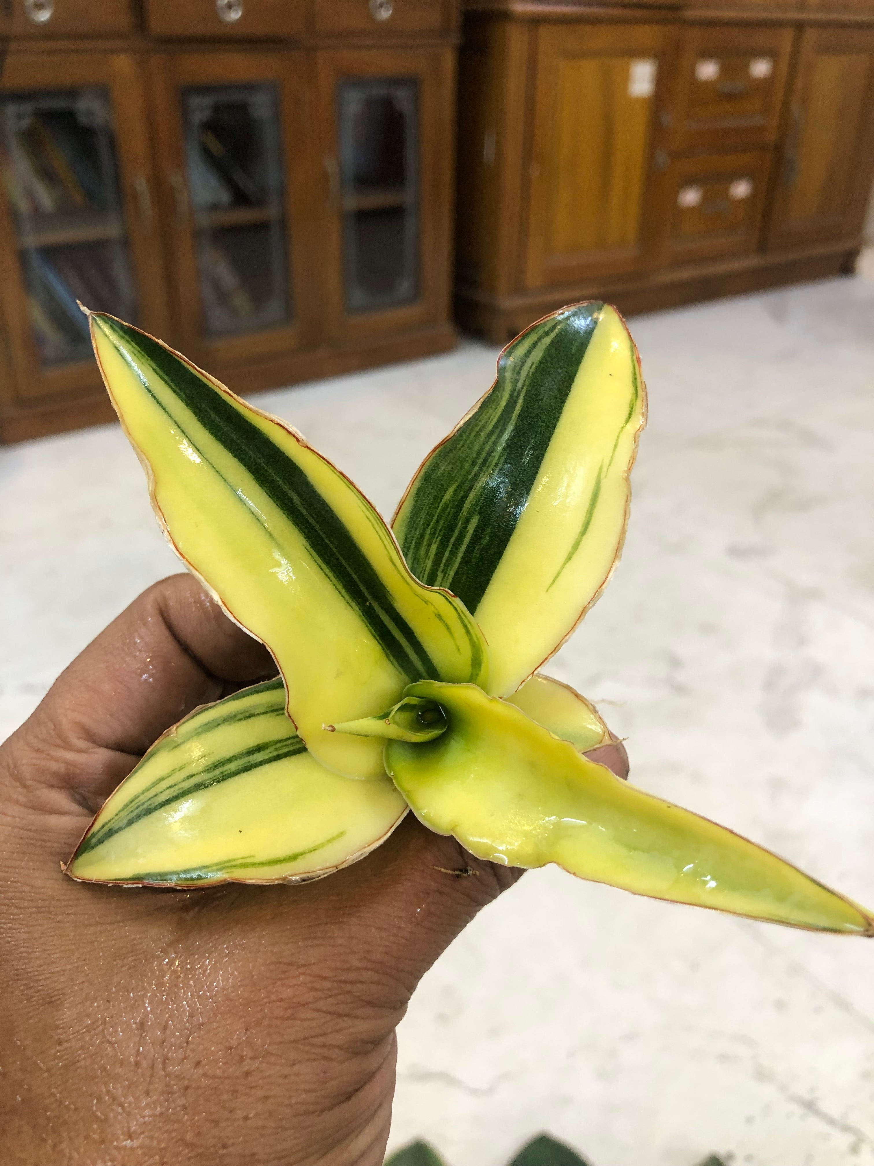 Sansevieria GANESHA VARIEGATED