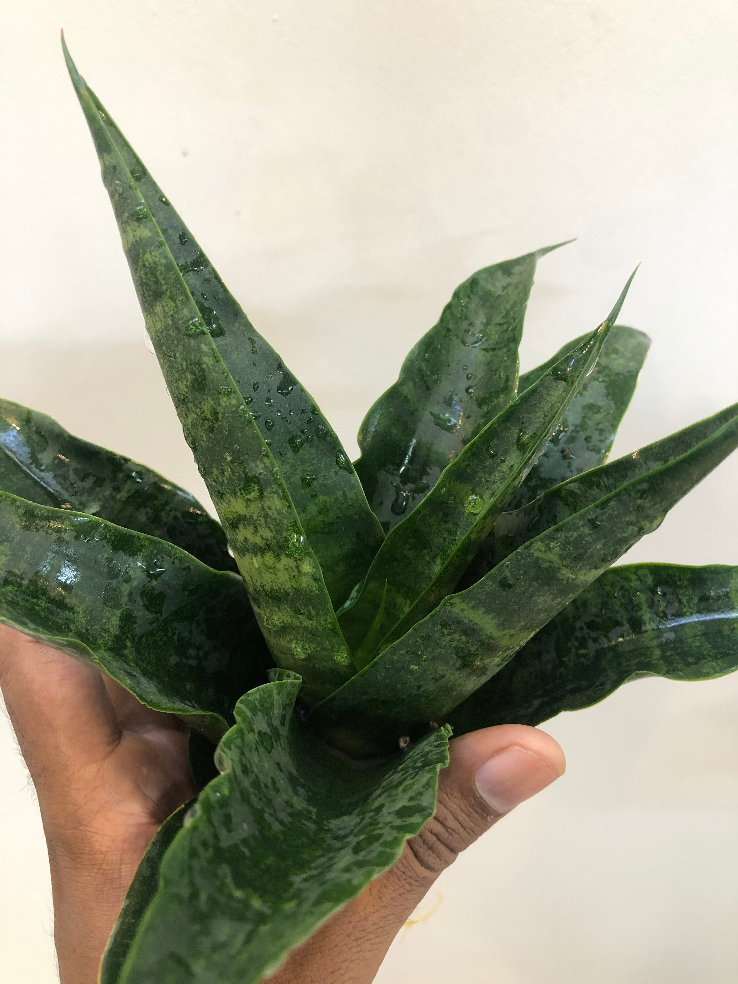 Sansevieria BLACK DOG