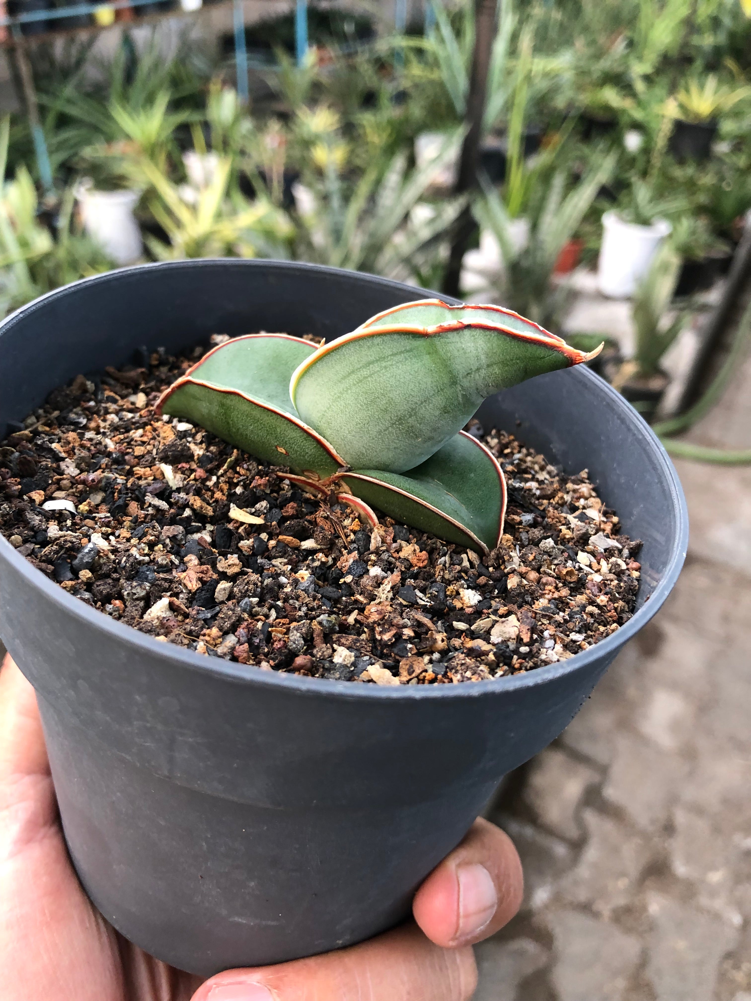 Sansevieria BANANA FAT