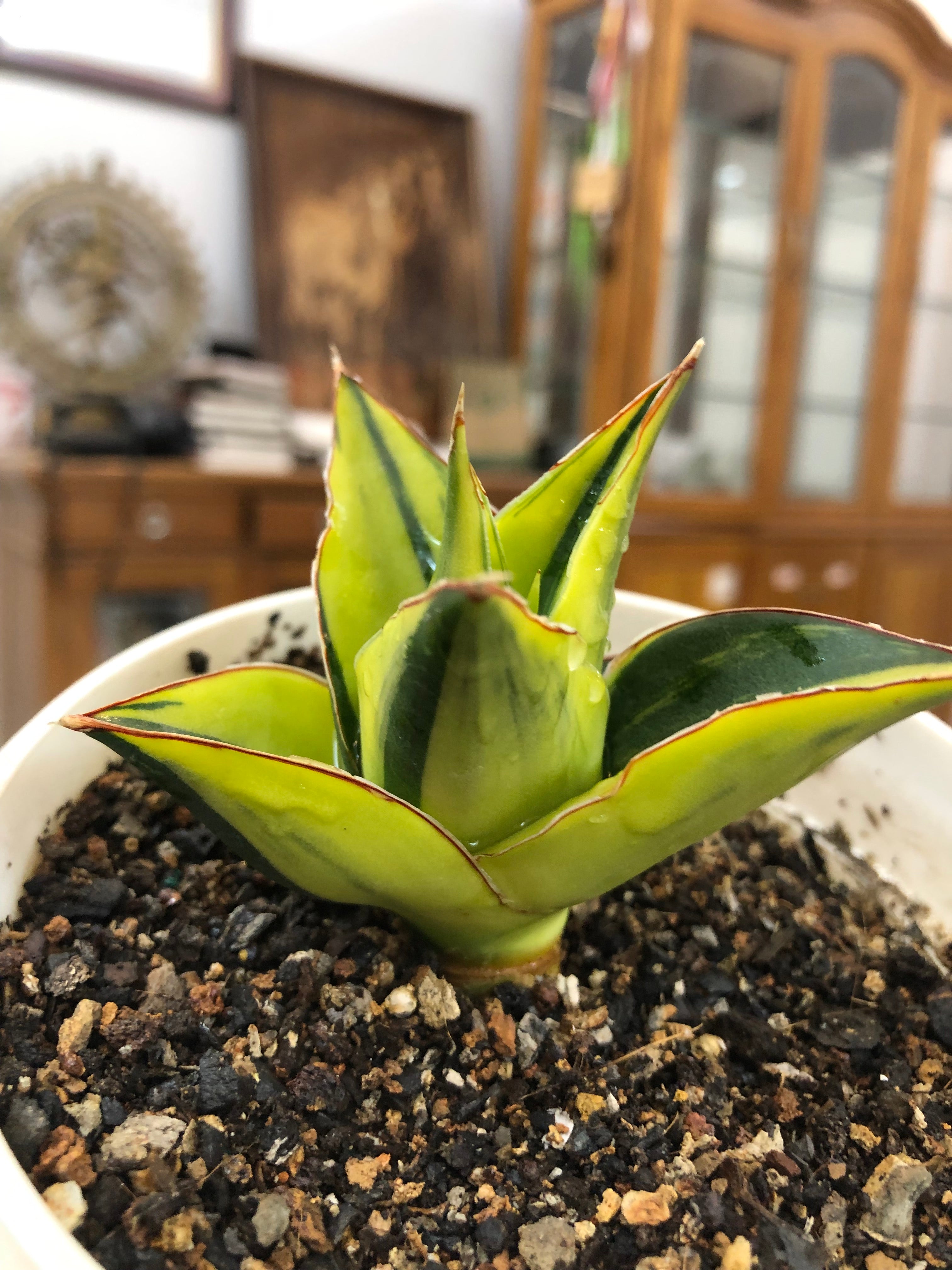Sansevieria TOWER BLUE