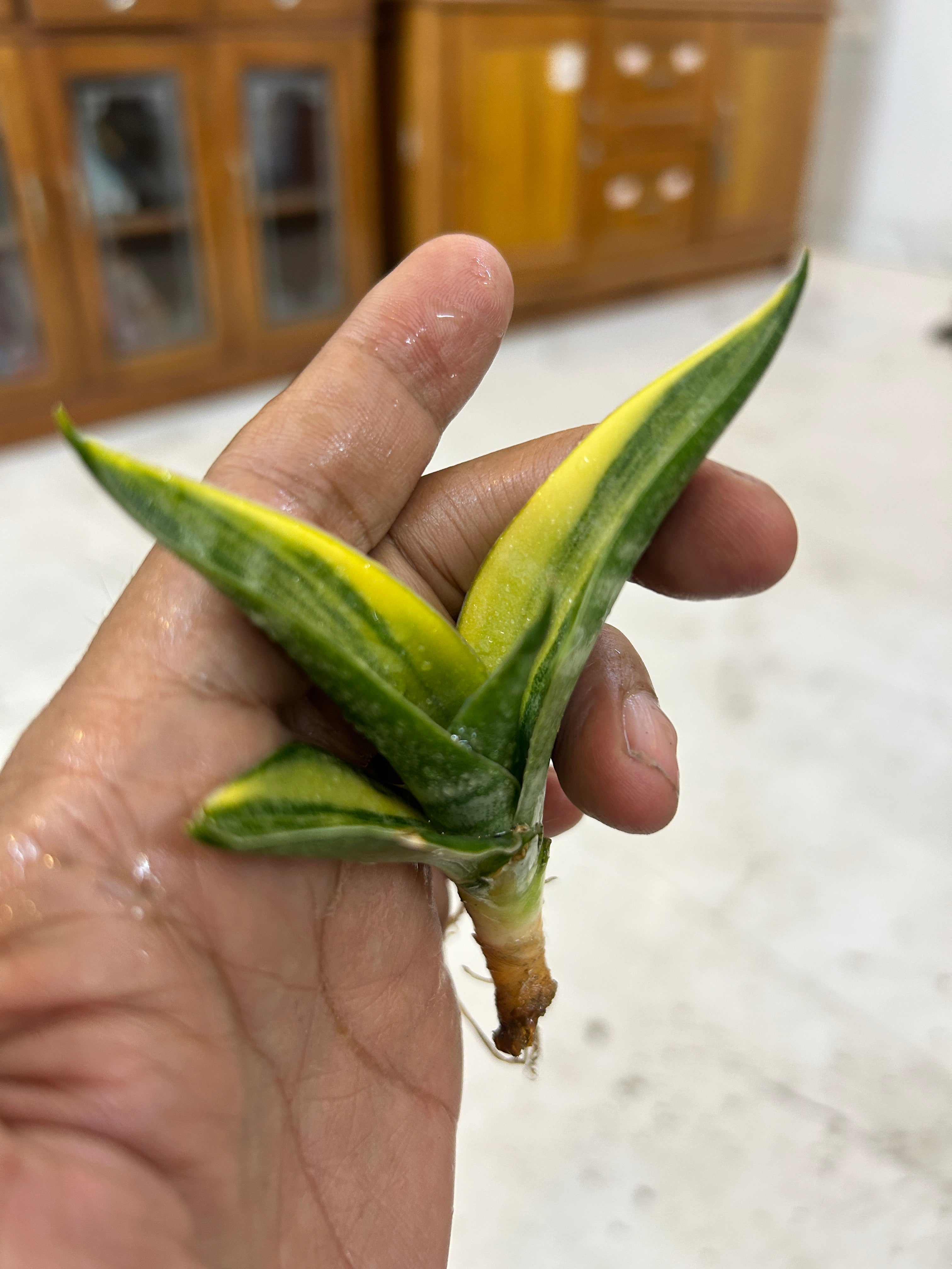 Sansevieria ARIELLA VARIEGATED