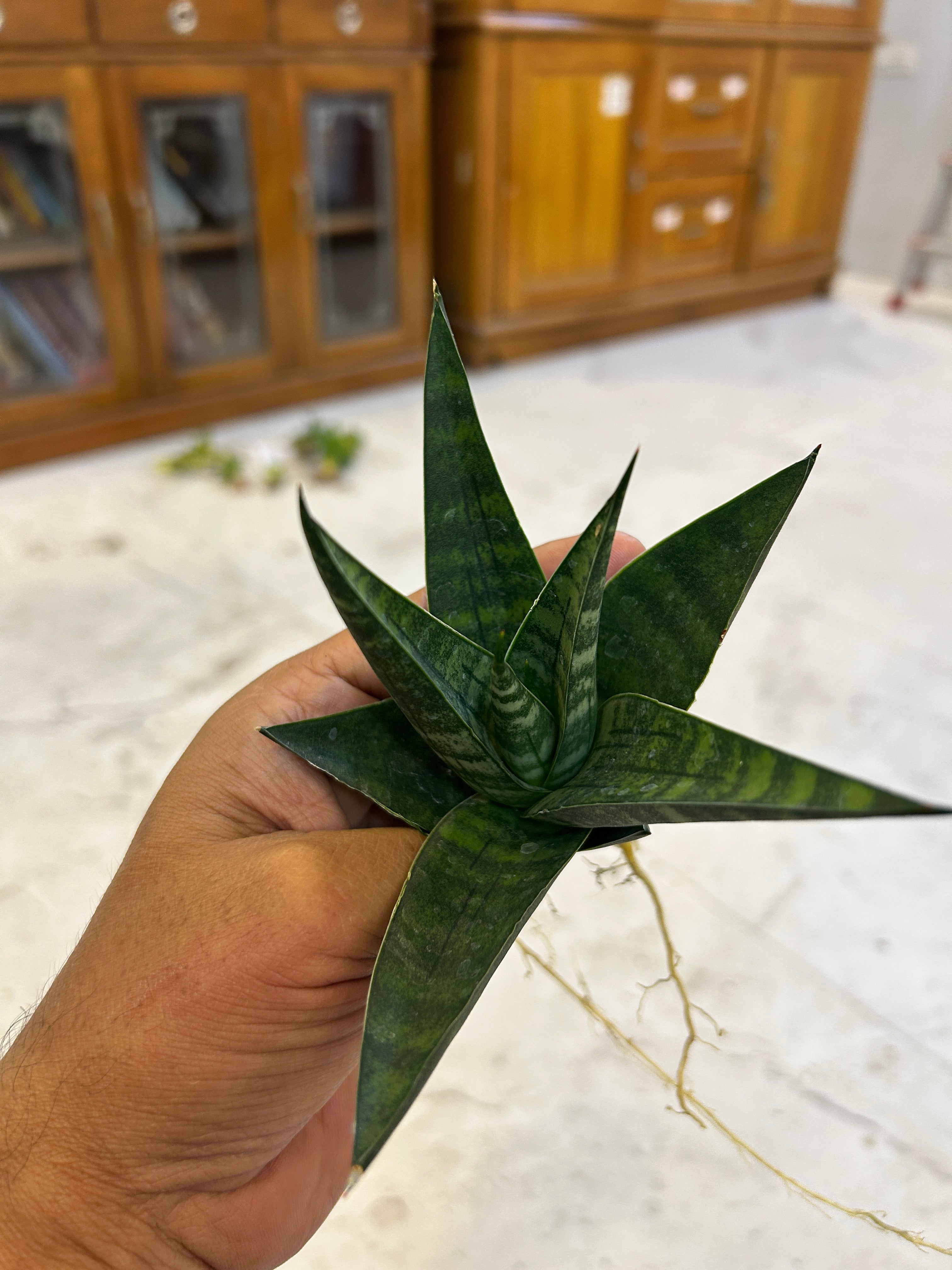 Sansevieria Star Gate