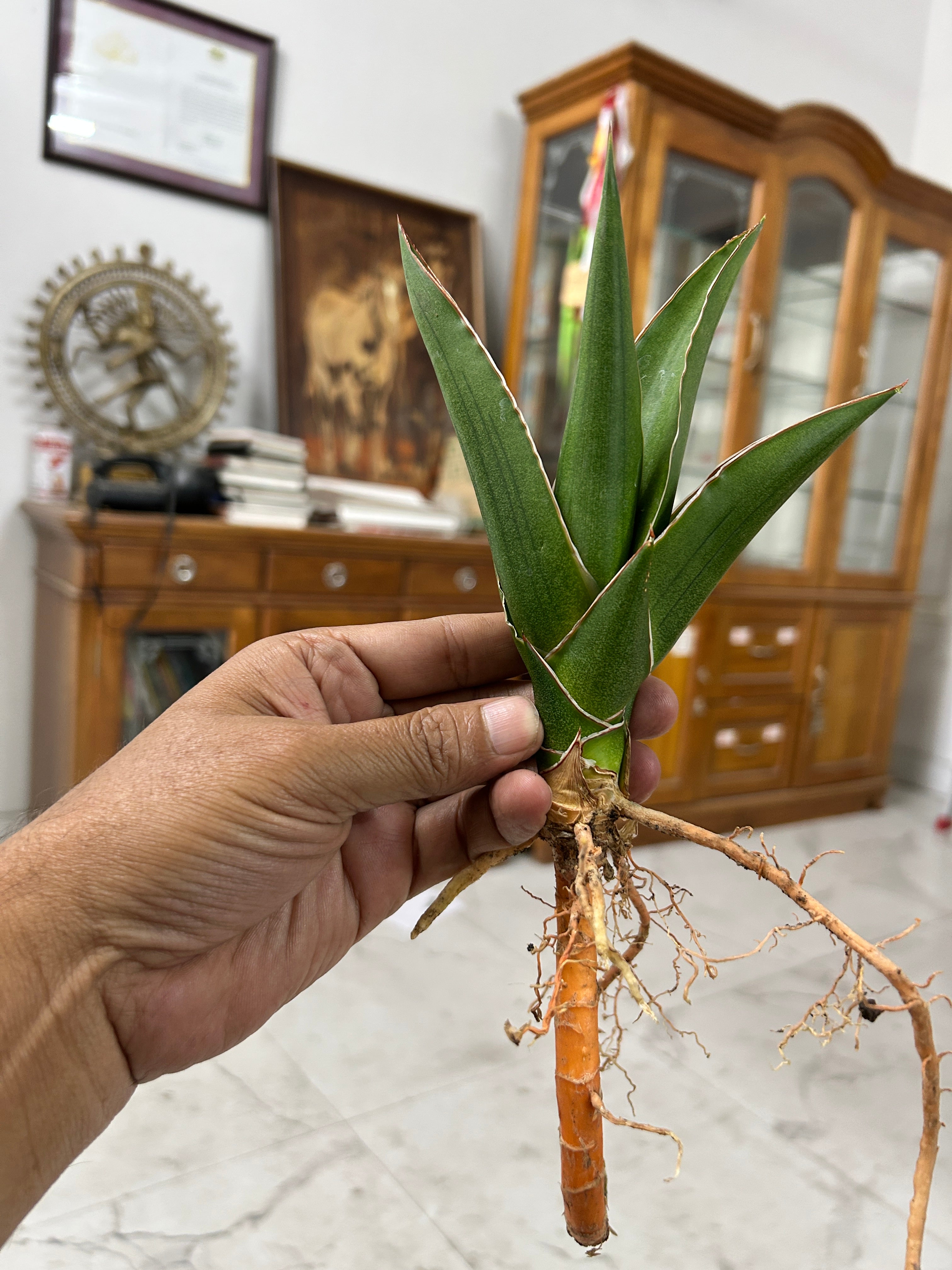 Sansevieria Hybrid AYA