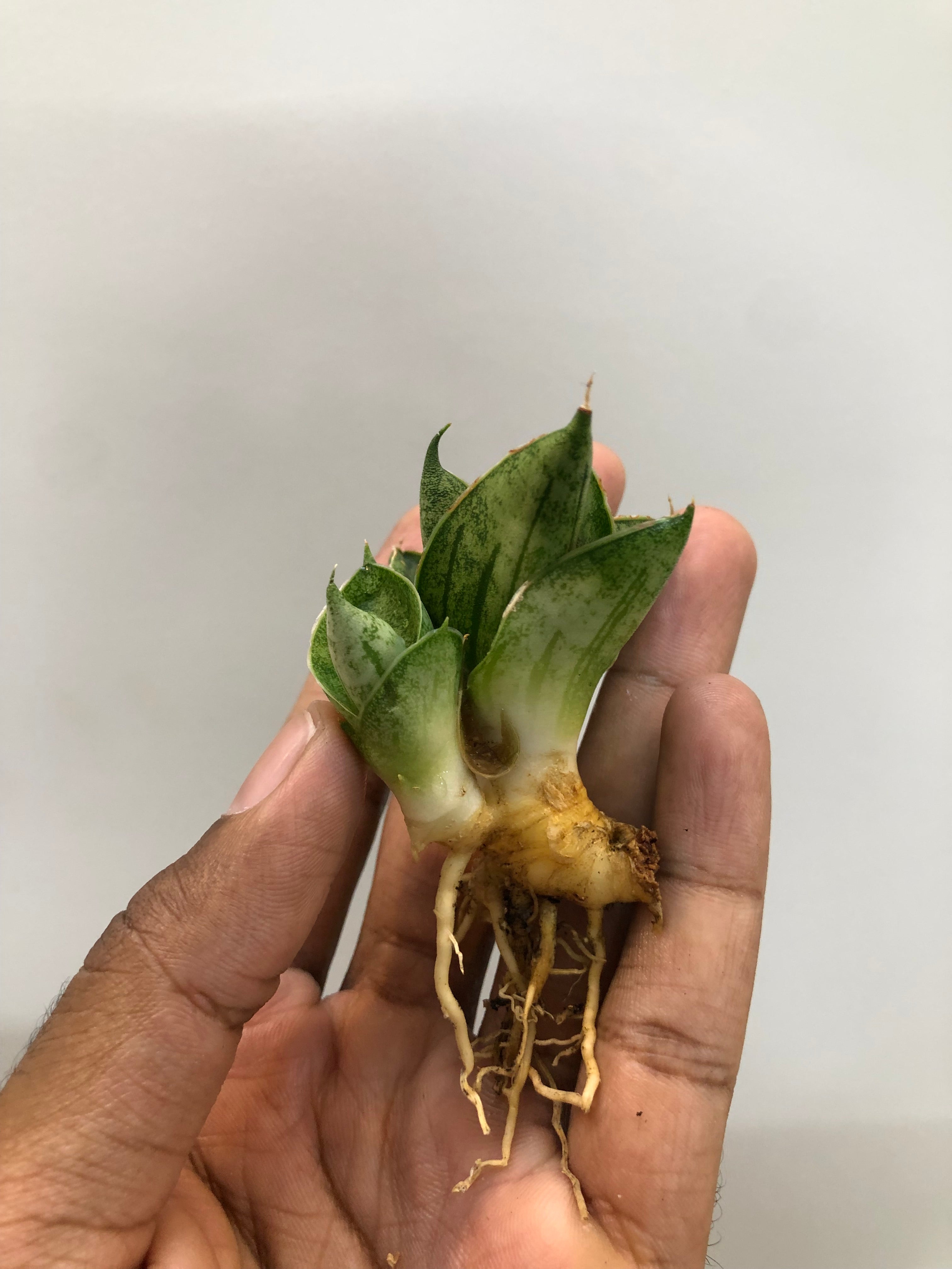 Sansevieria MINI ROSE WITH PUP