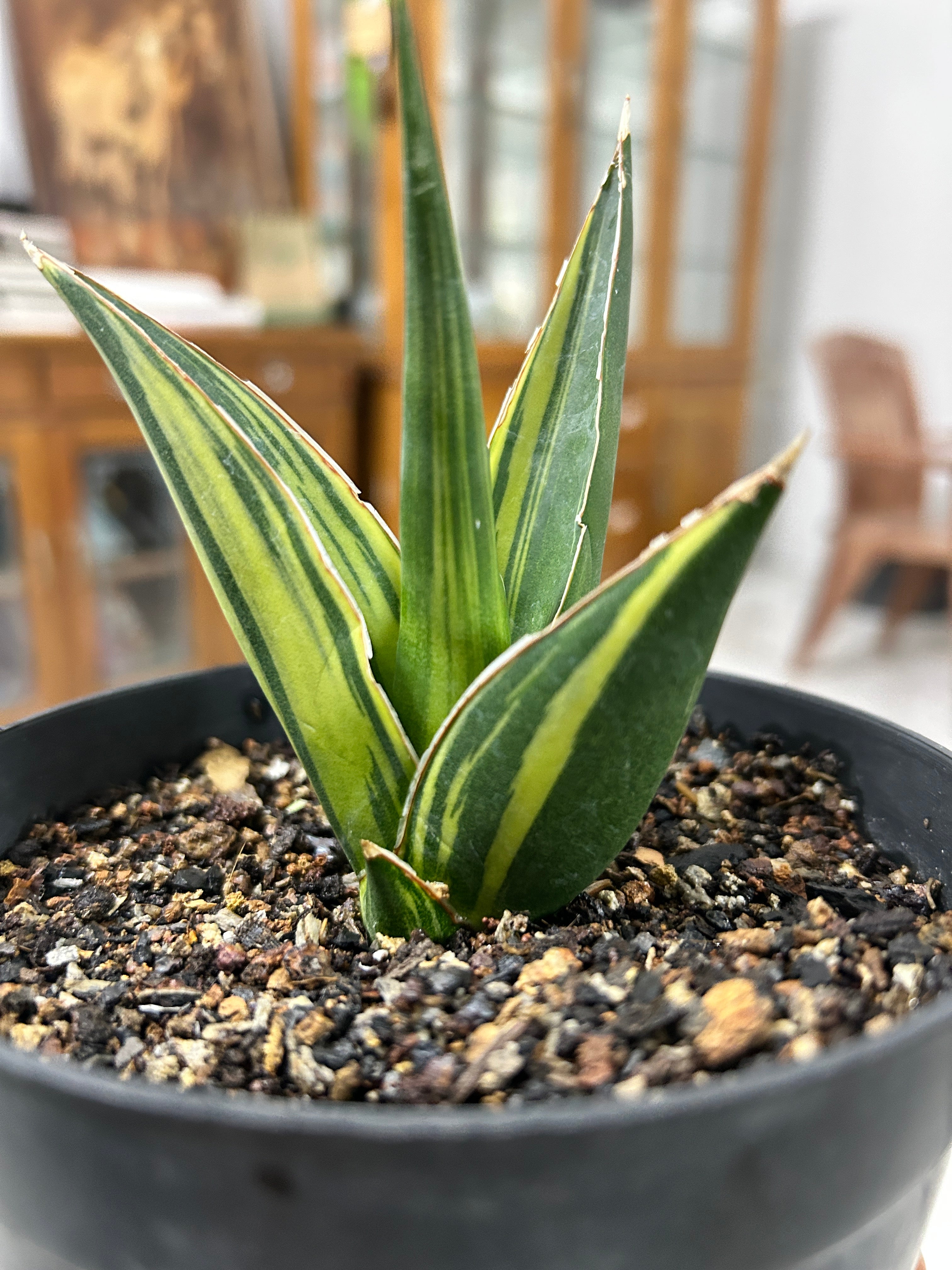 Sansevieria LUNA VARIEGATED