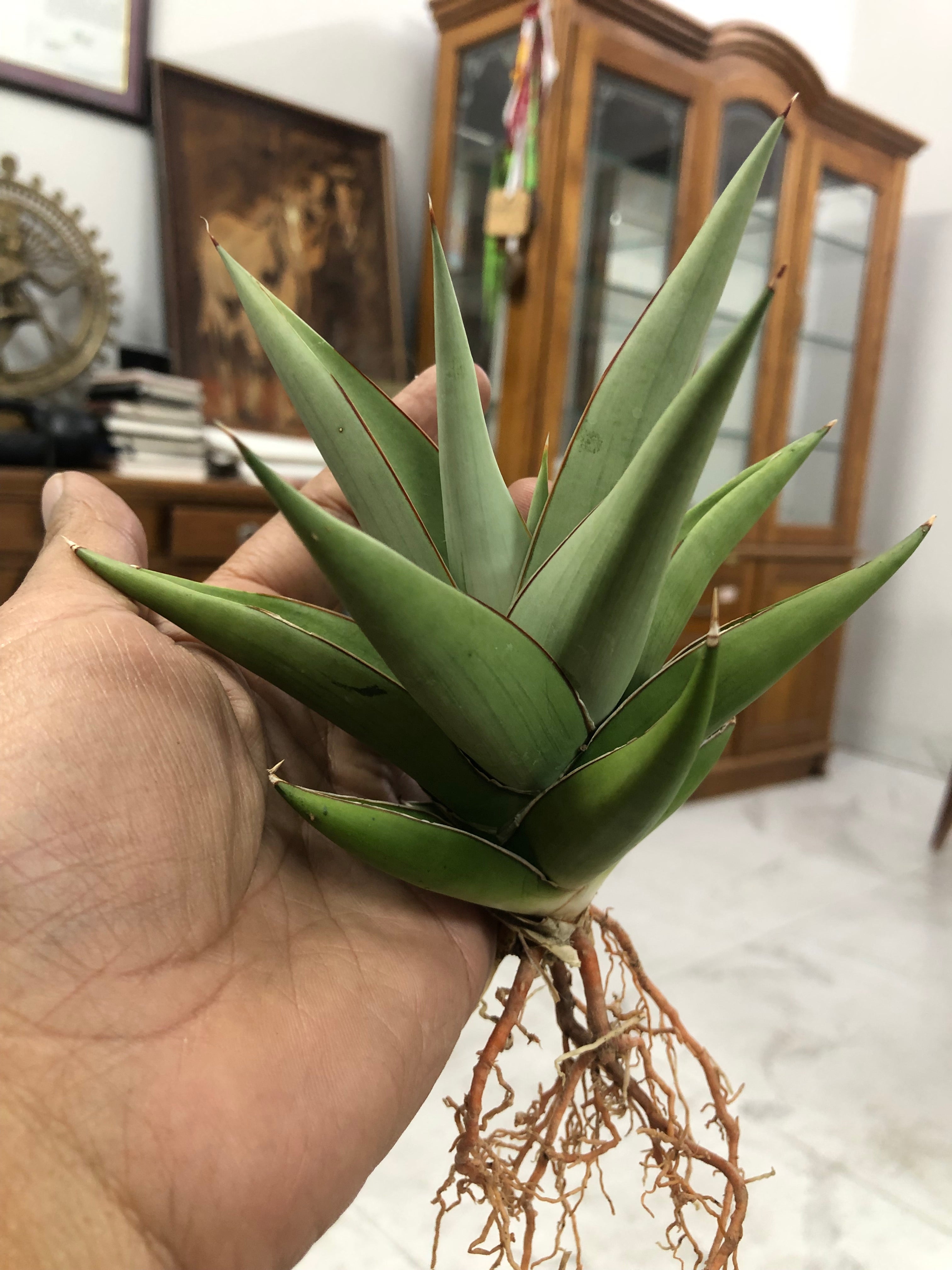Sansevieria TOWER SILVER