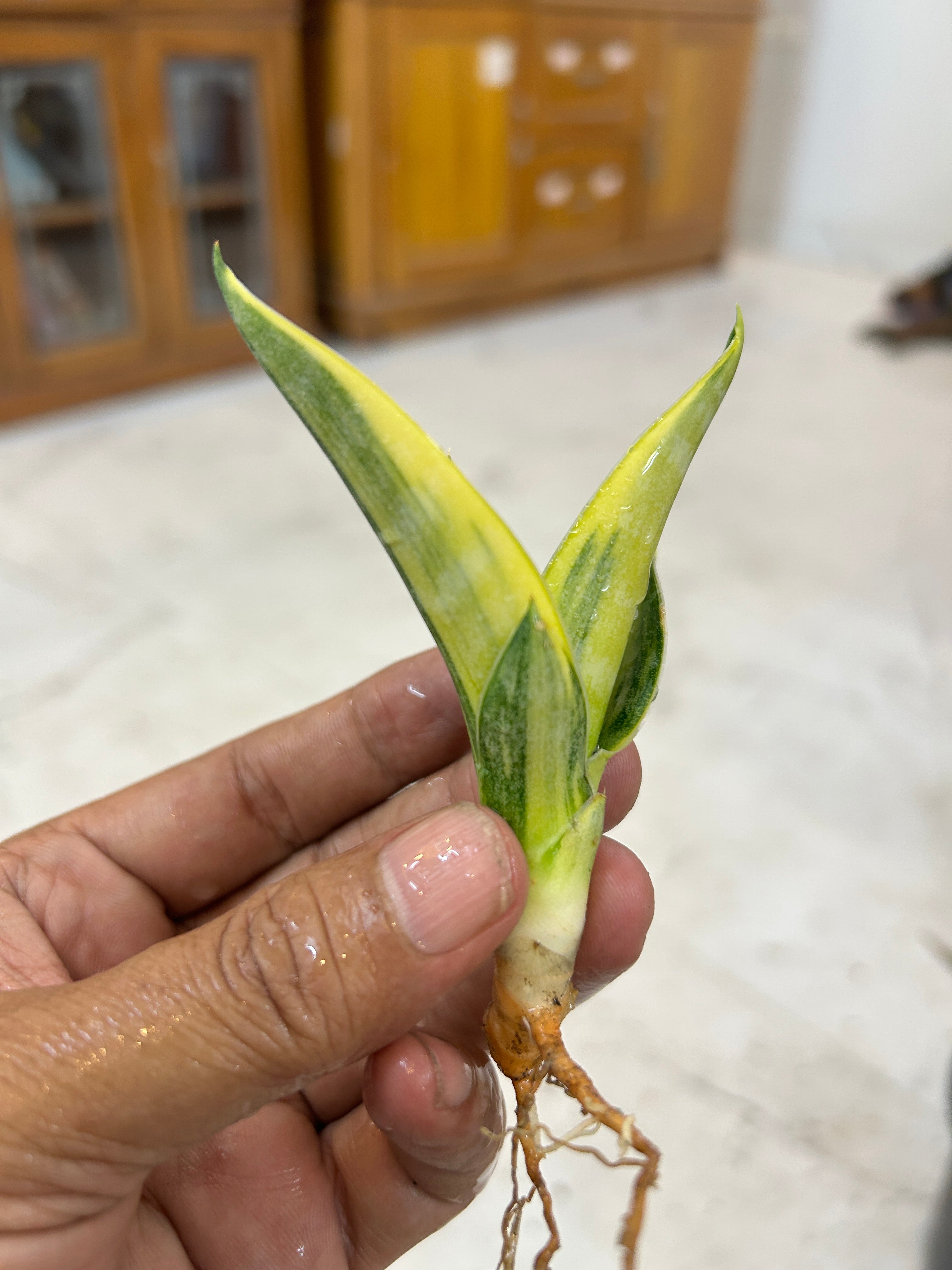 Sansevieria ARIELLA VARIEGATED