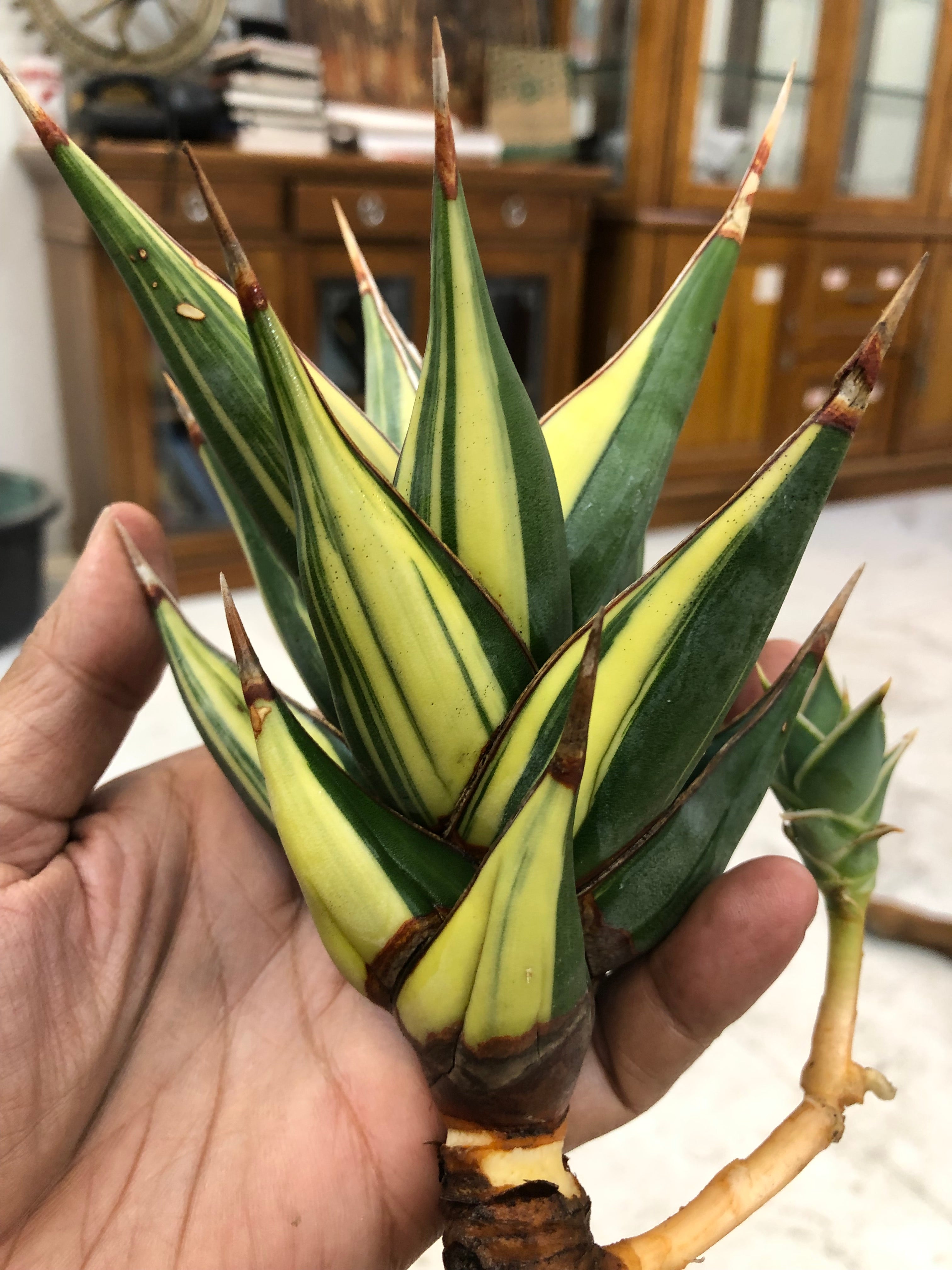 Sansevieria PINGUICULA VARIEGATED