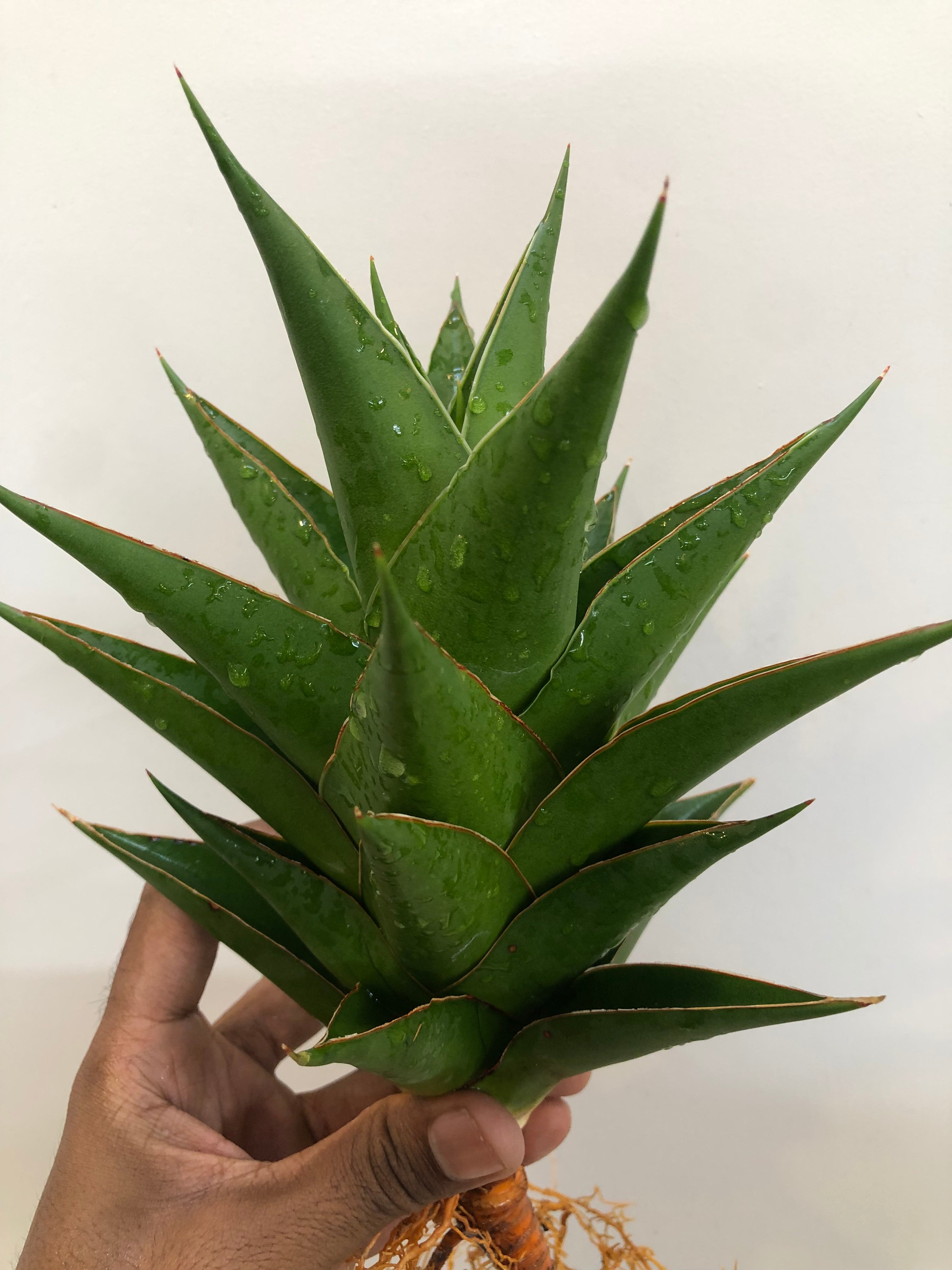 Sansevieria INDONESIAN TOWER