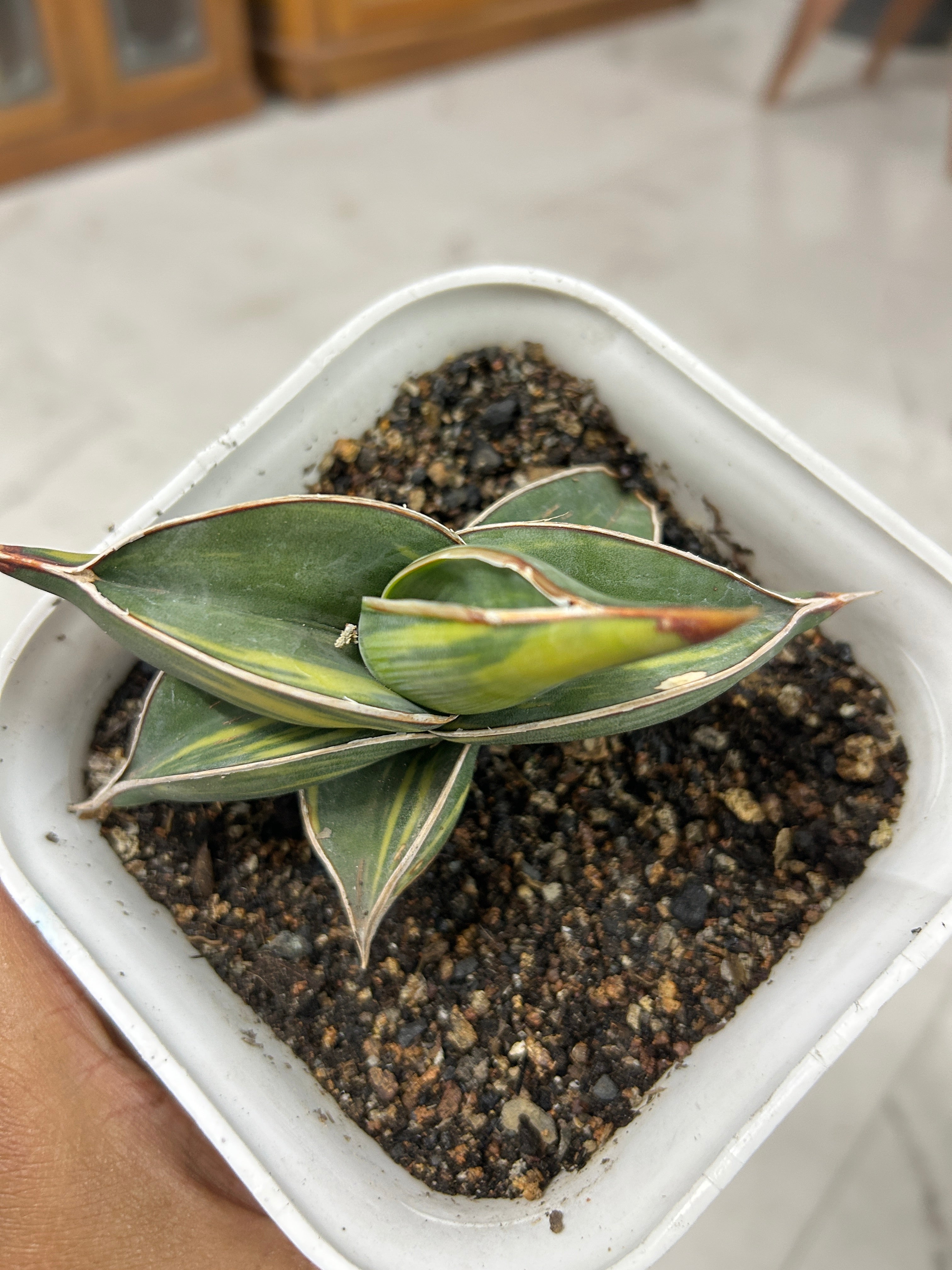Sansevieria RORIDA VAR