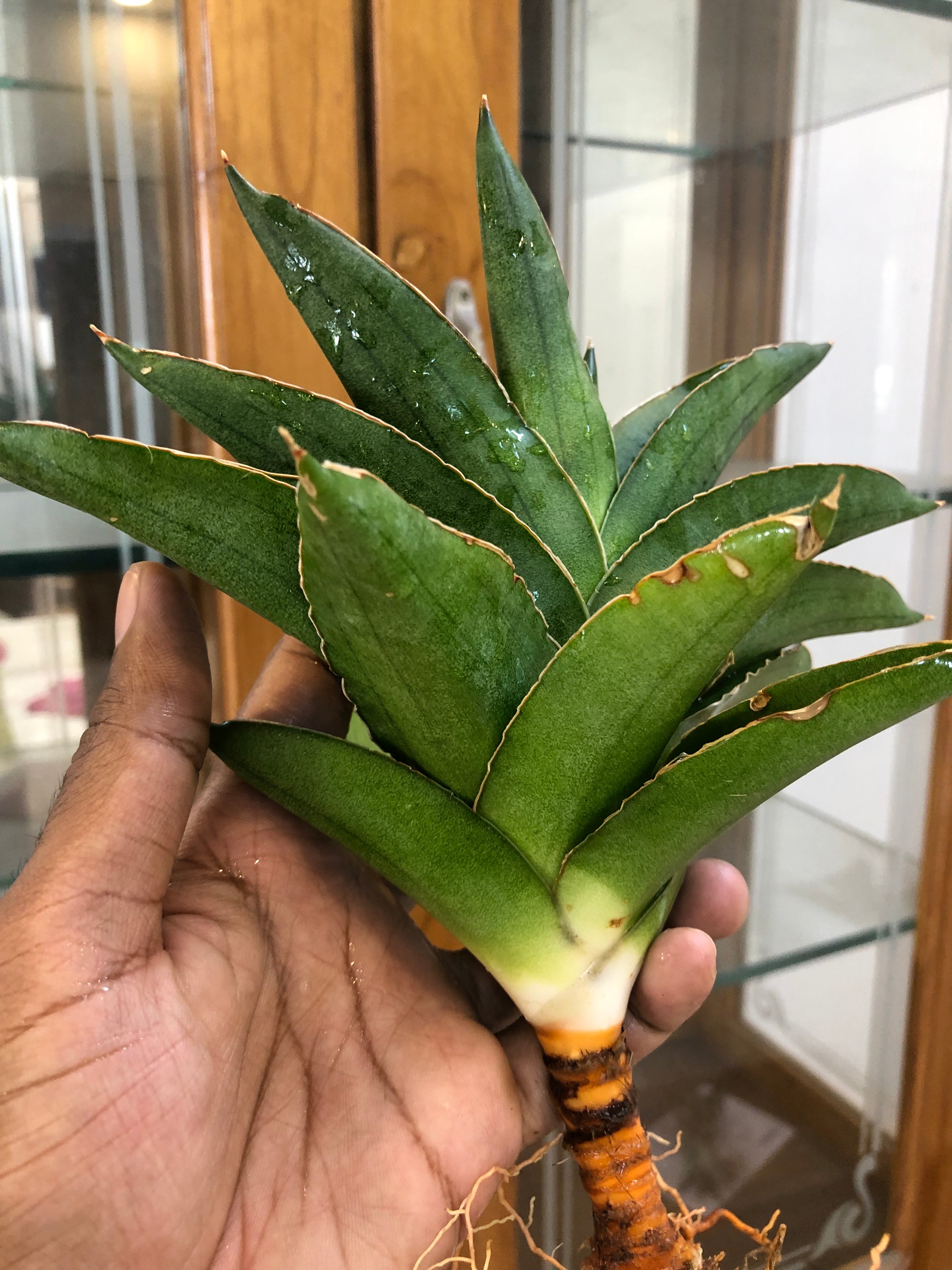 Sansevieria Andaman – Exotic Compact Indoor Plant