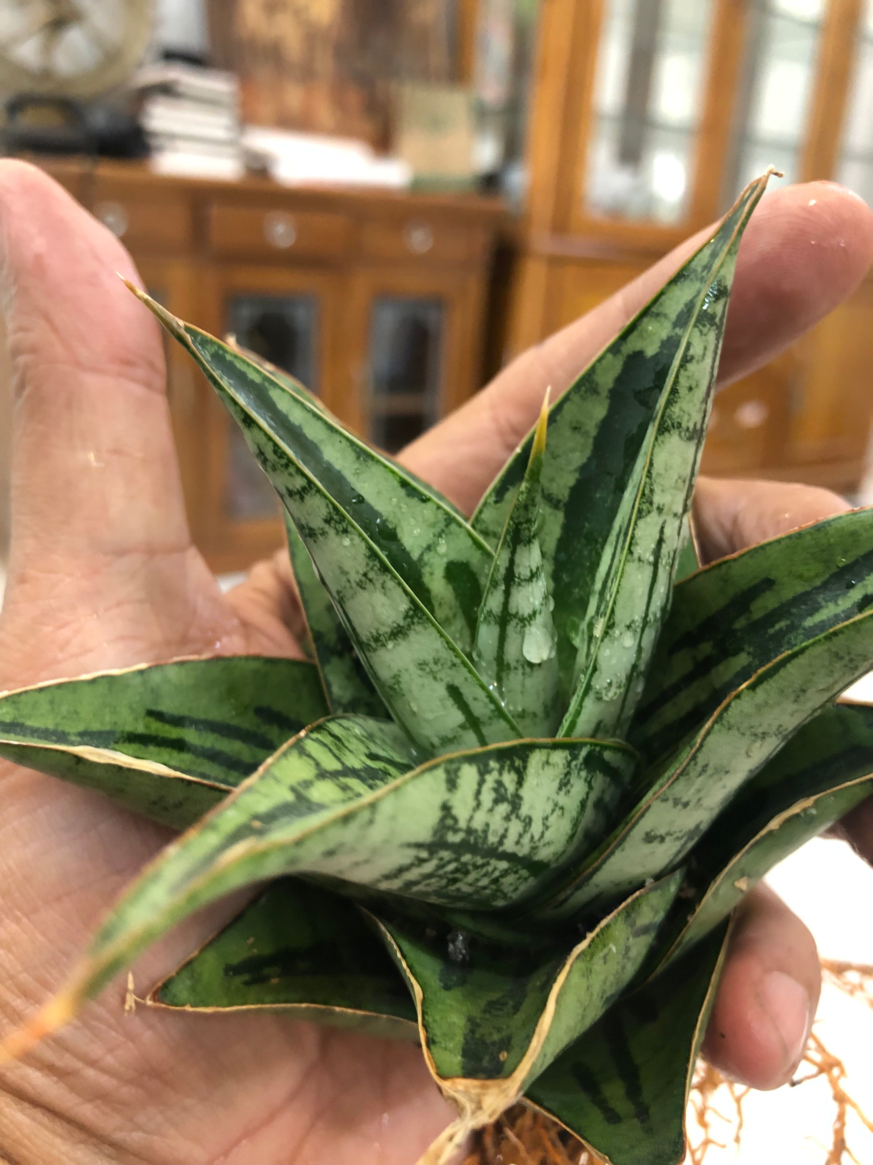 Sansevieria KAISAR