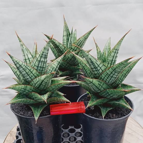 Sansevieria KAISAR