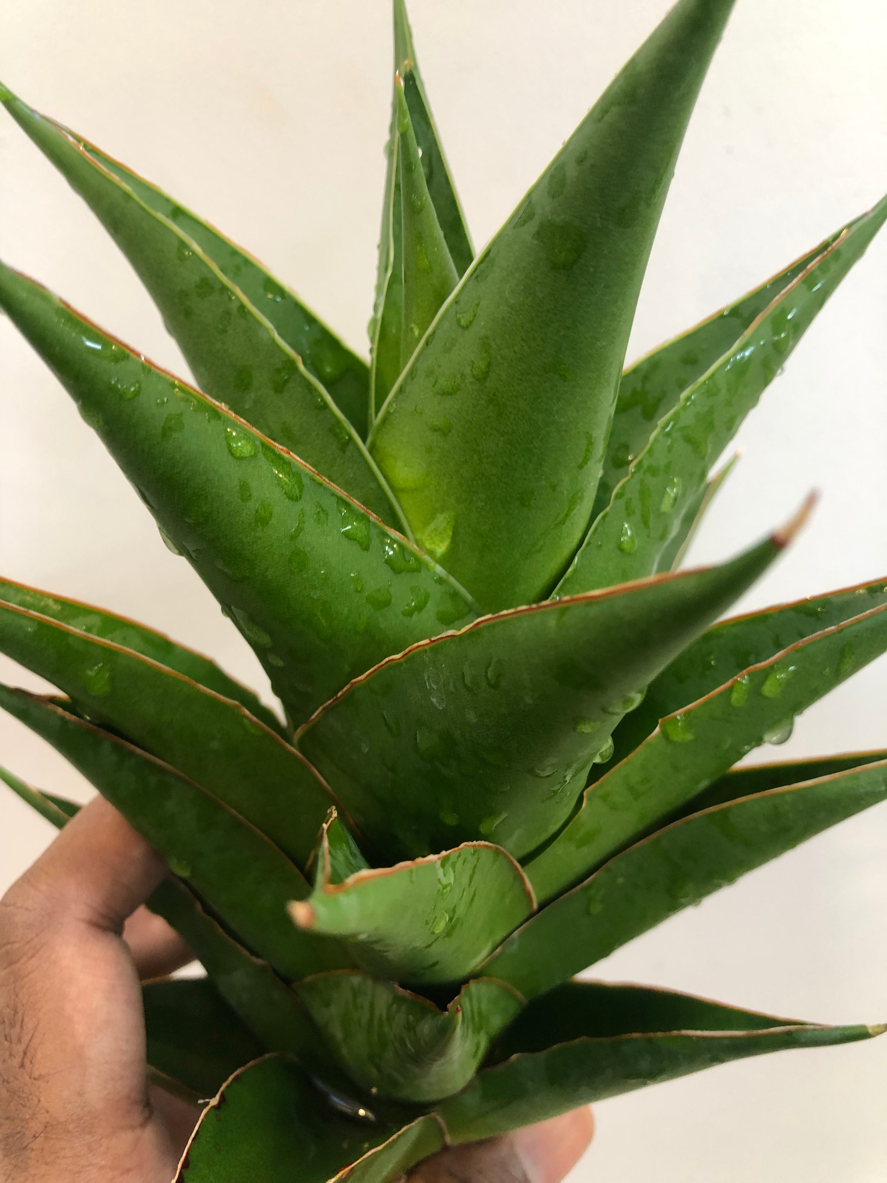 Sansevieria INDONESIAN TOWER