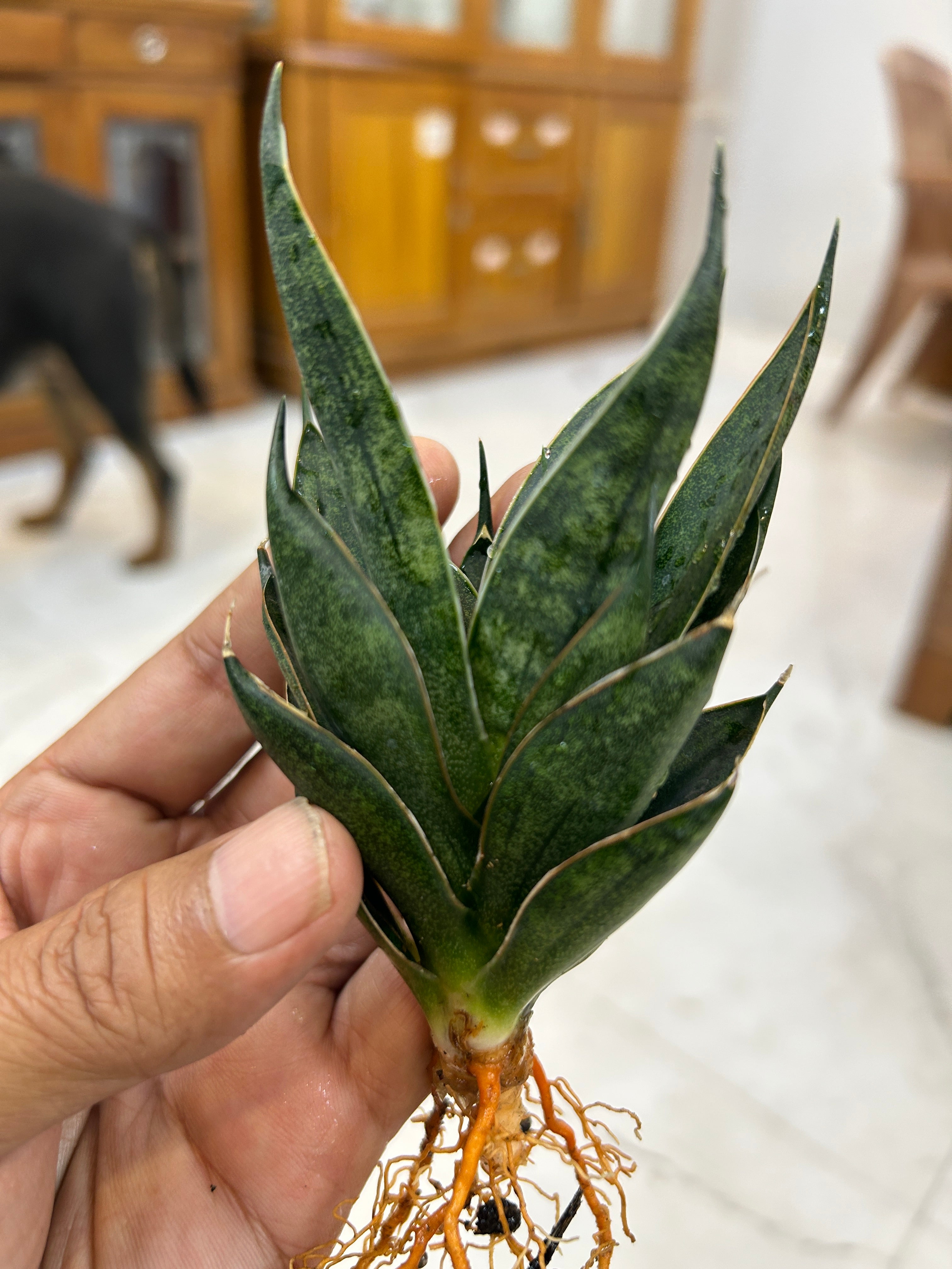 Sansevieria BLACK ANTS