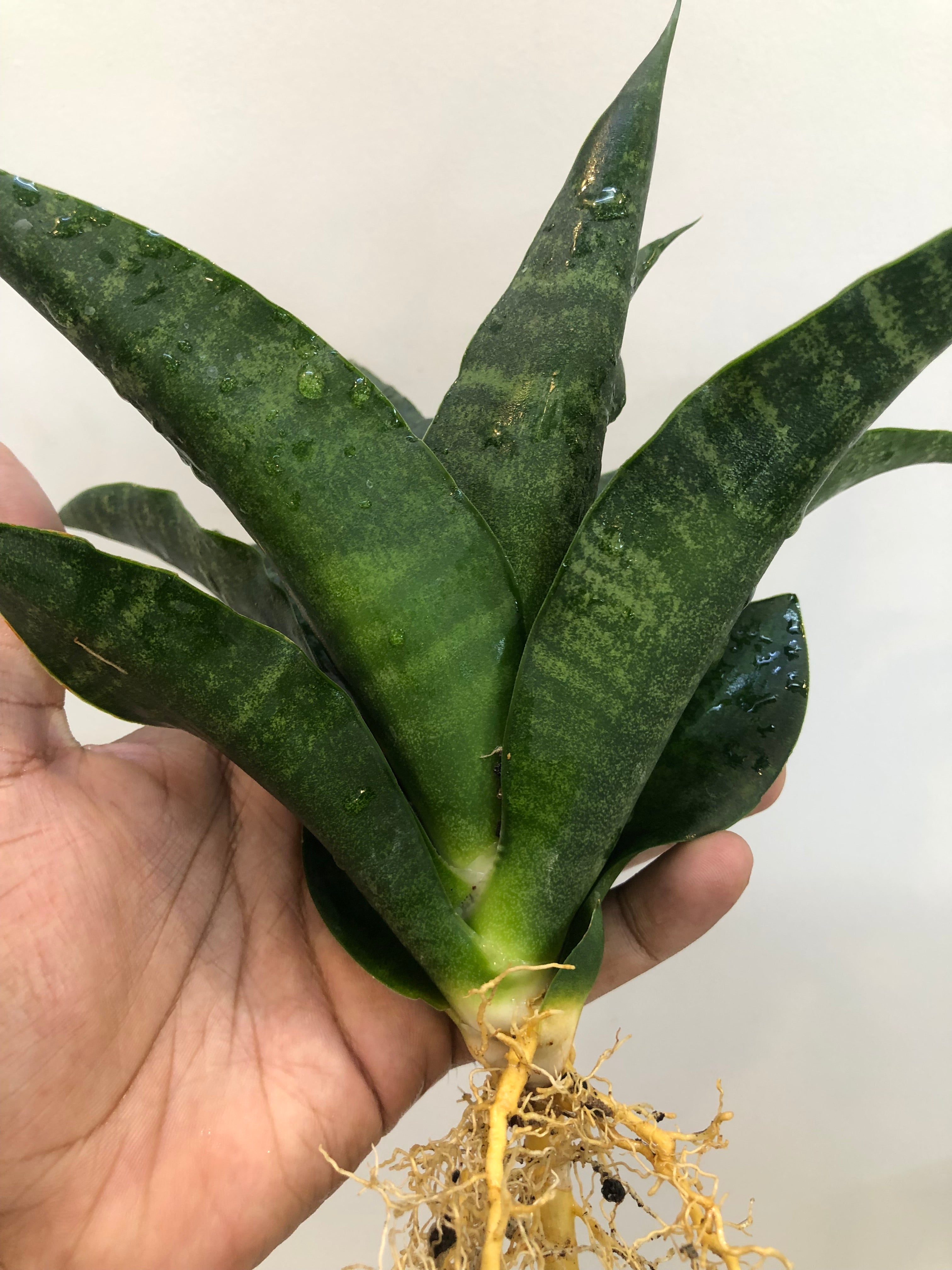 Sansevieria BLACK DOG