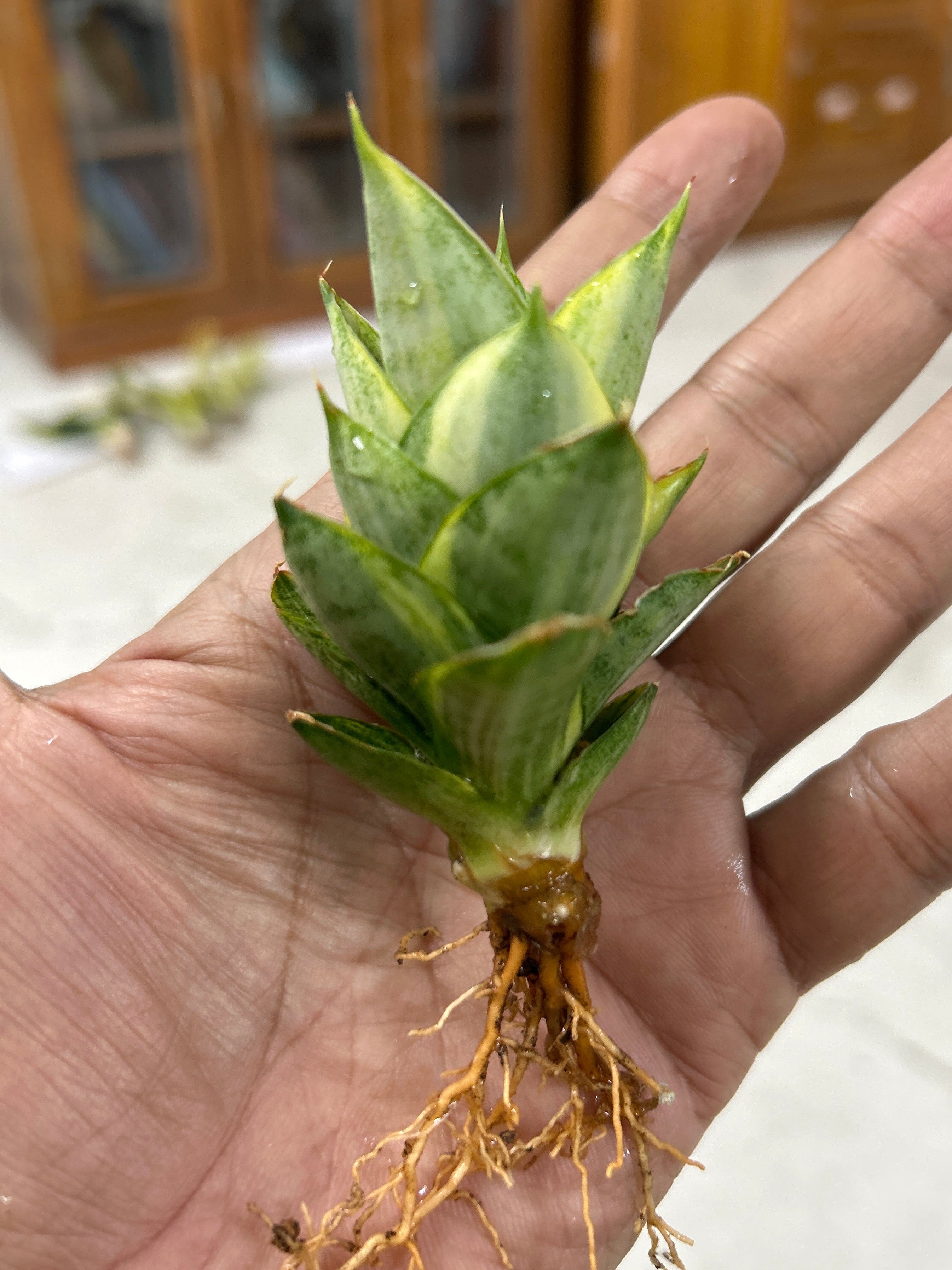 Sansevieria PAGODA VARIEGATED