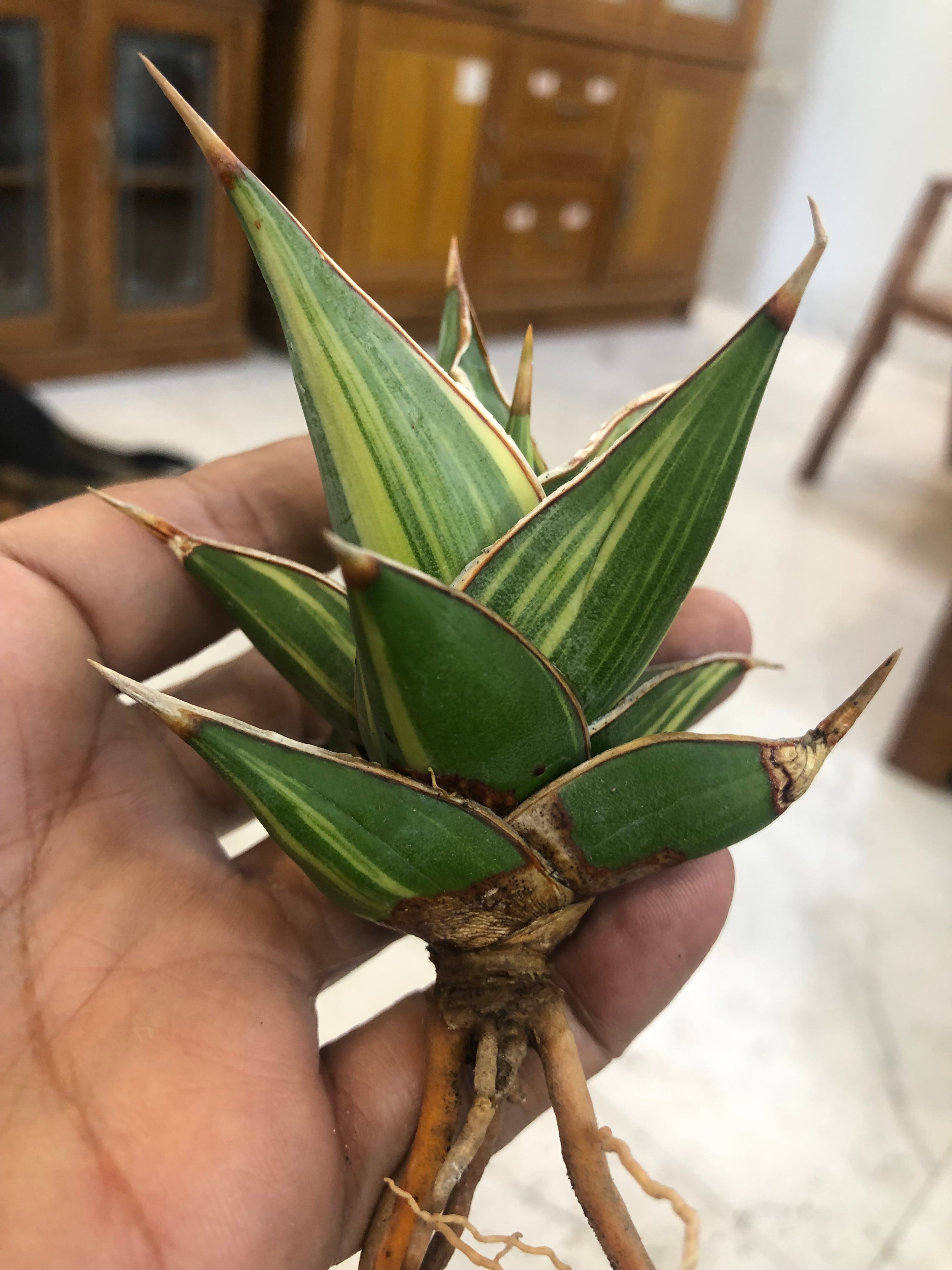 Sansevieria PINGUICULA VARIEGATED