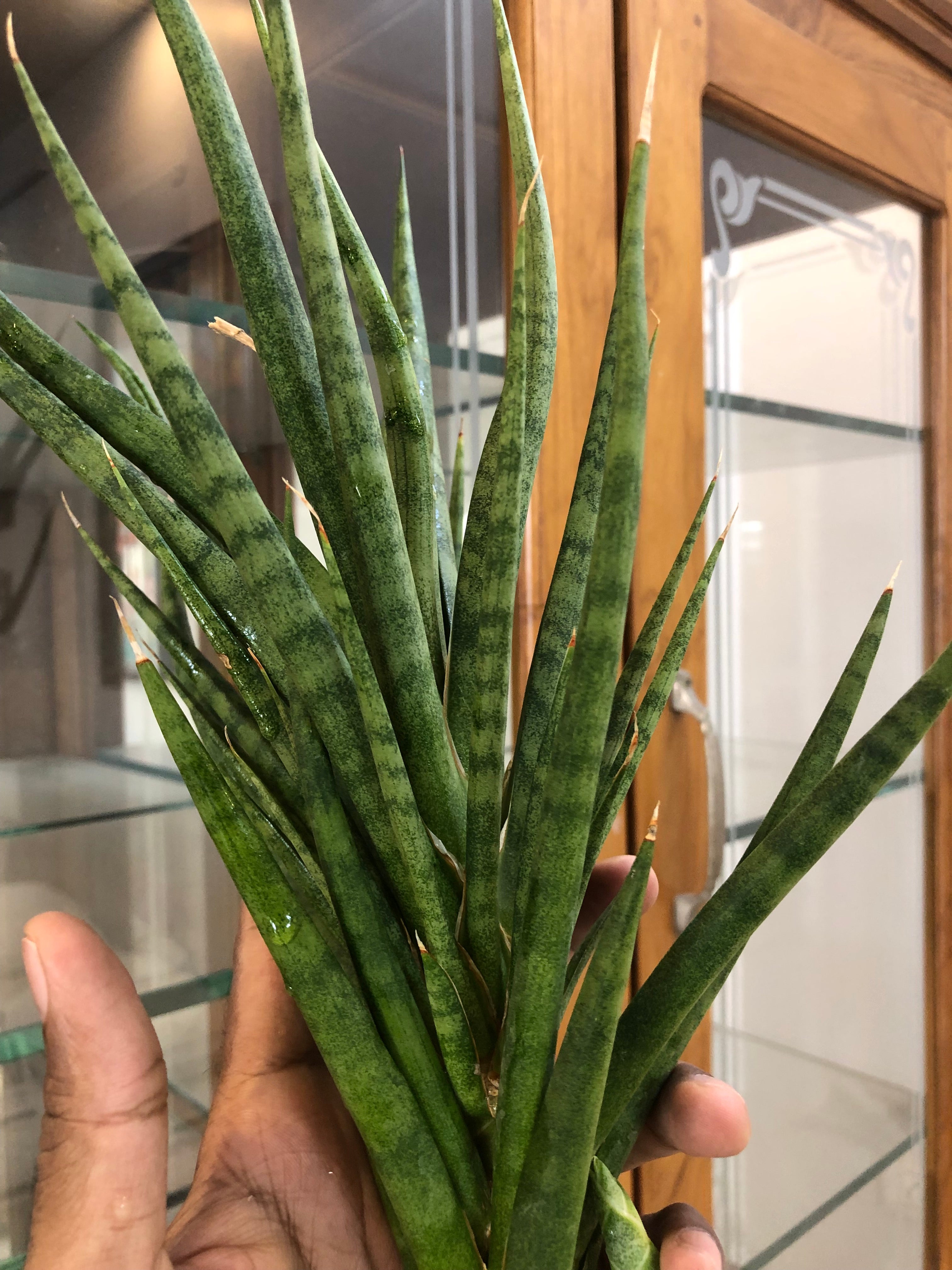 Sansevieria BUNLUE TORCH GREEN