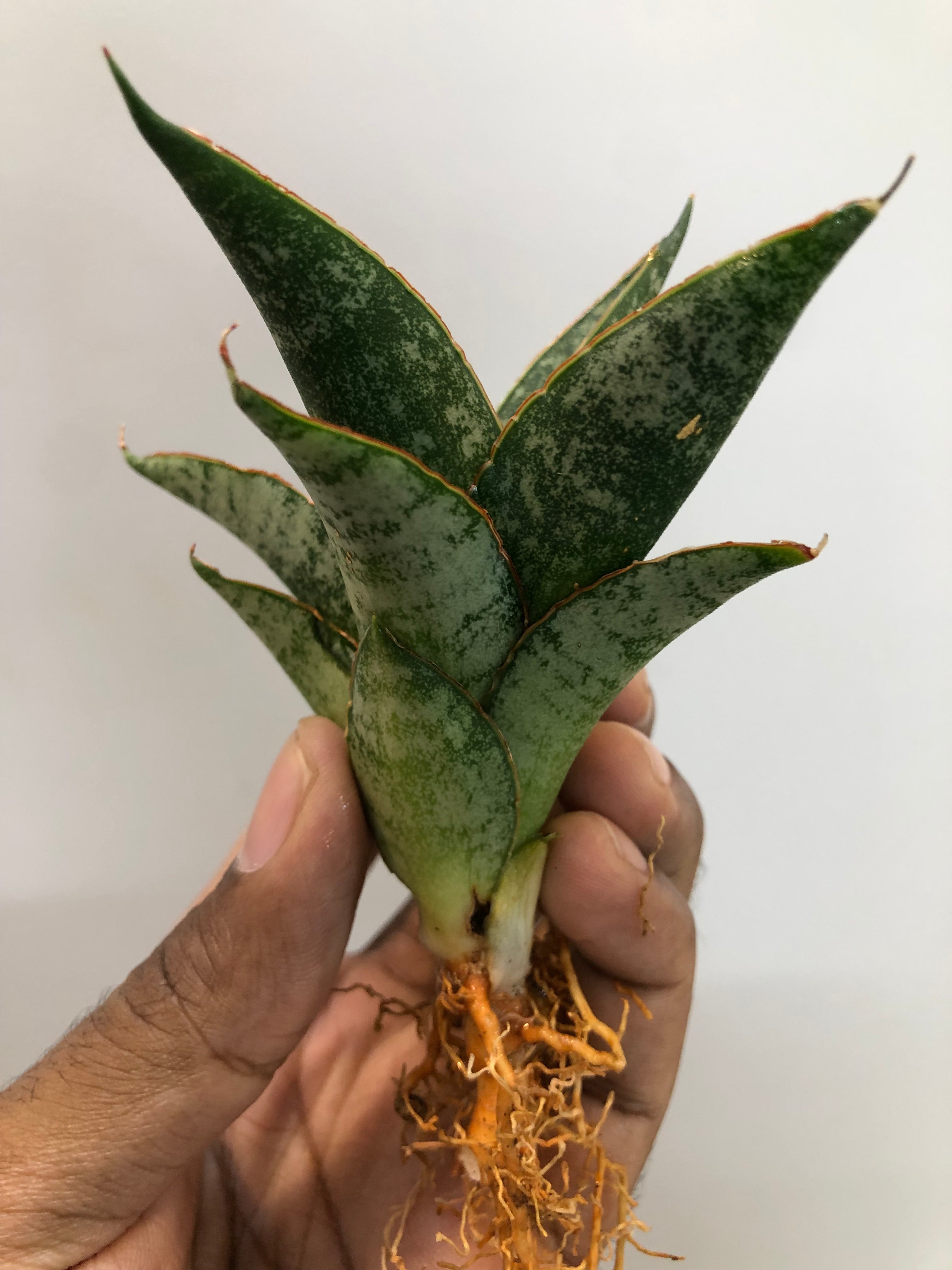 Sansevieria TELETUBBIES