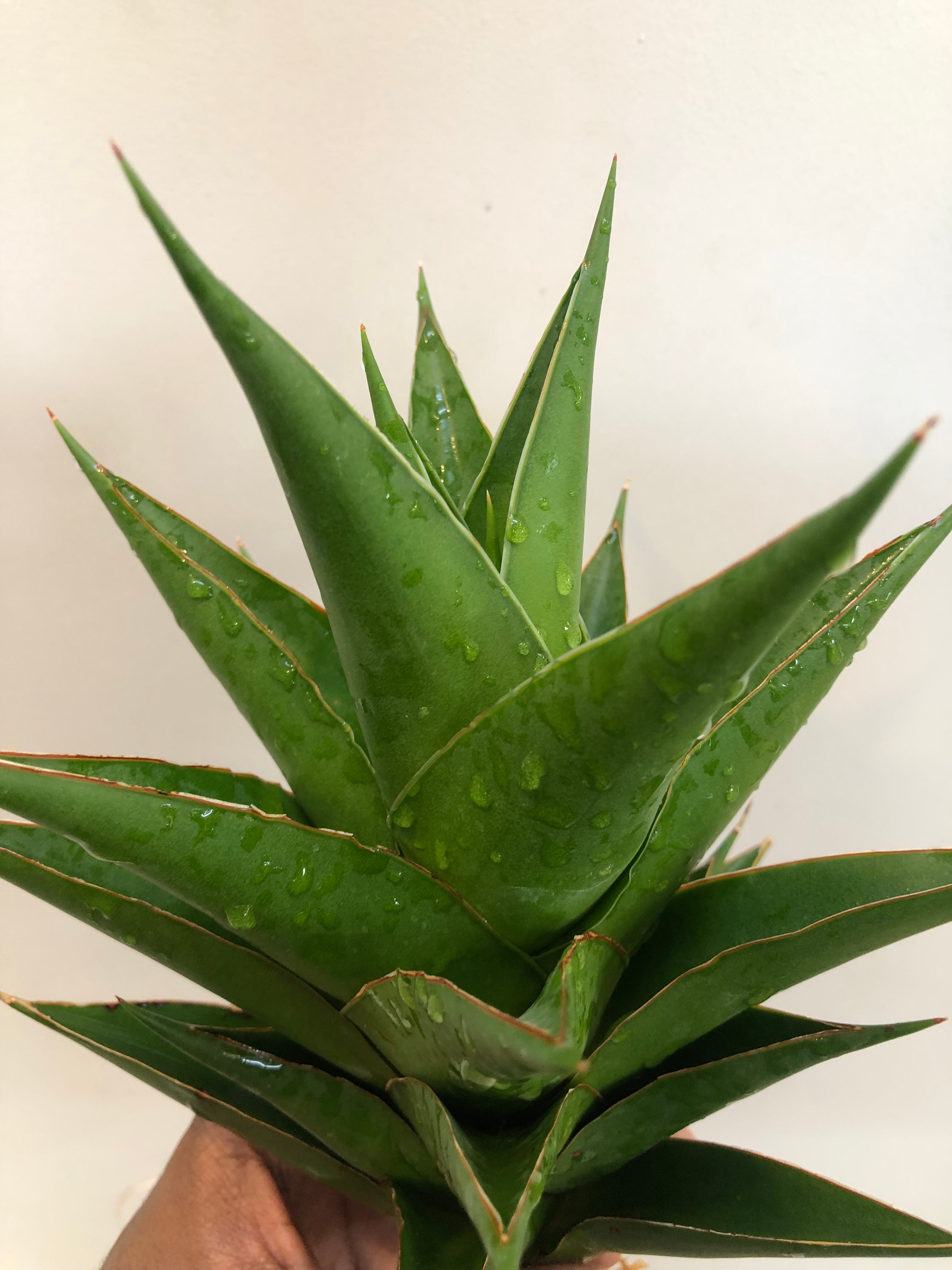 Sansevieria INDONESIAN TOWER