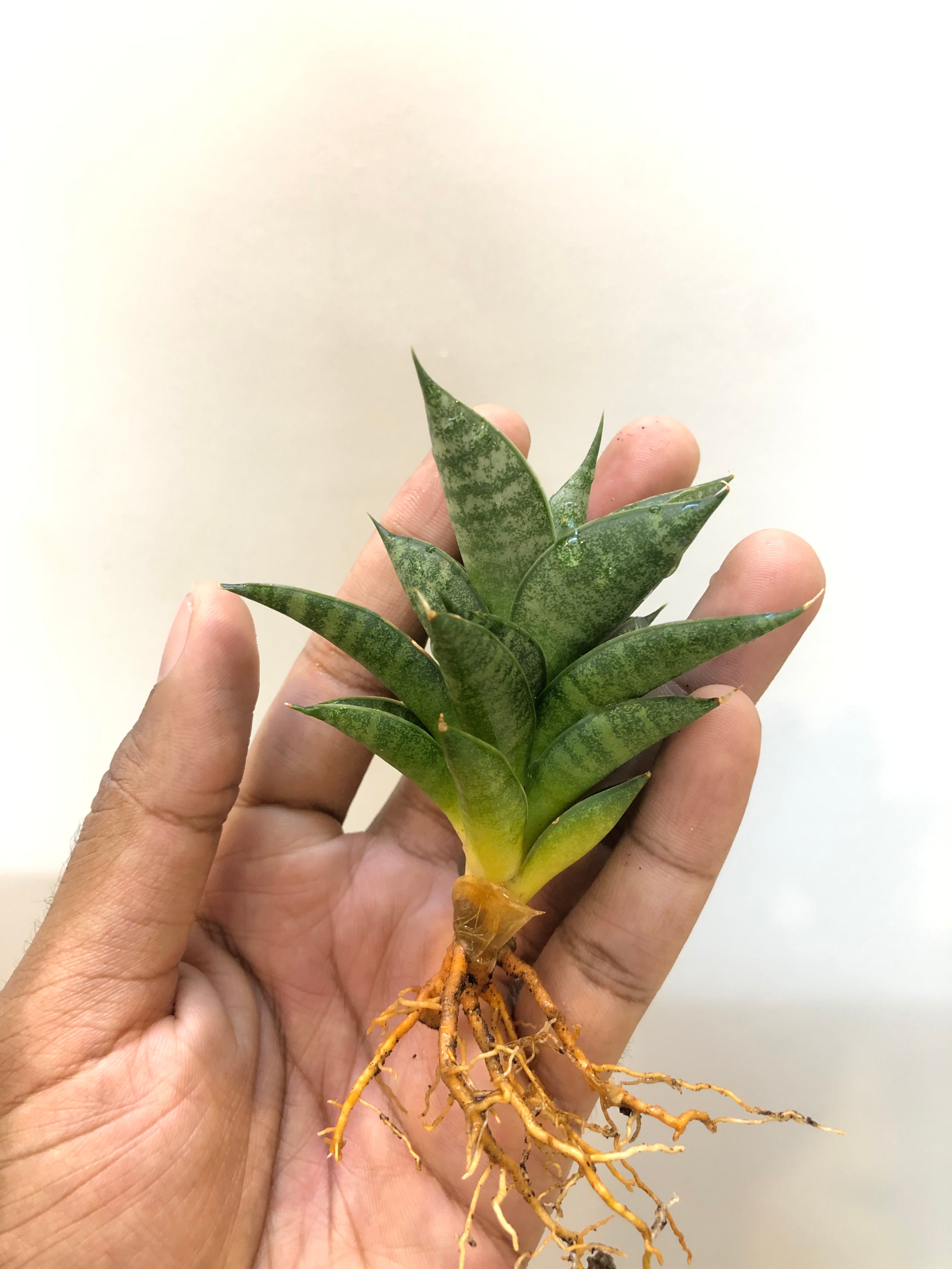 Sansevieria MINIONS