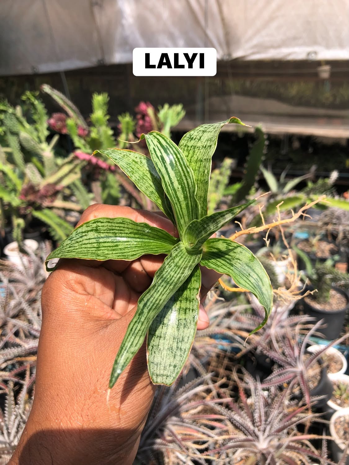 COMBO NO. 40 : COMBO OF 5 SANSEVIERIA