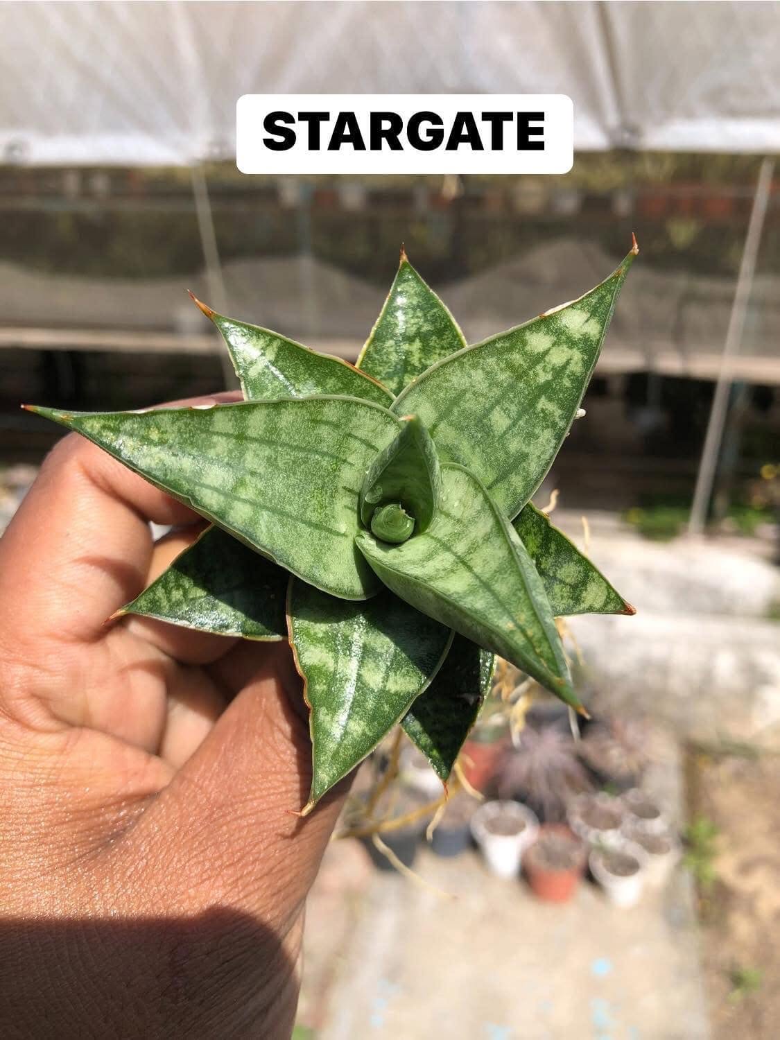 Sansevieria Combo Of 7 Plants