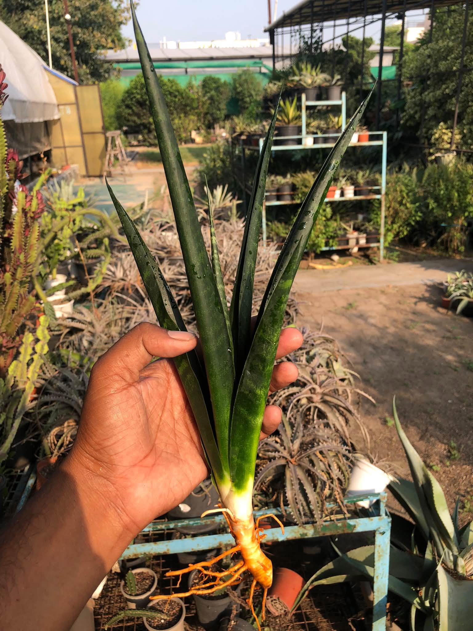SANSEVIERIA BLACK MLANDI