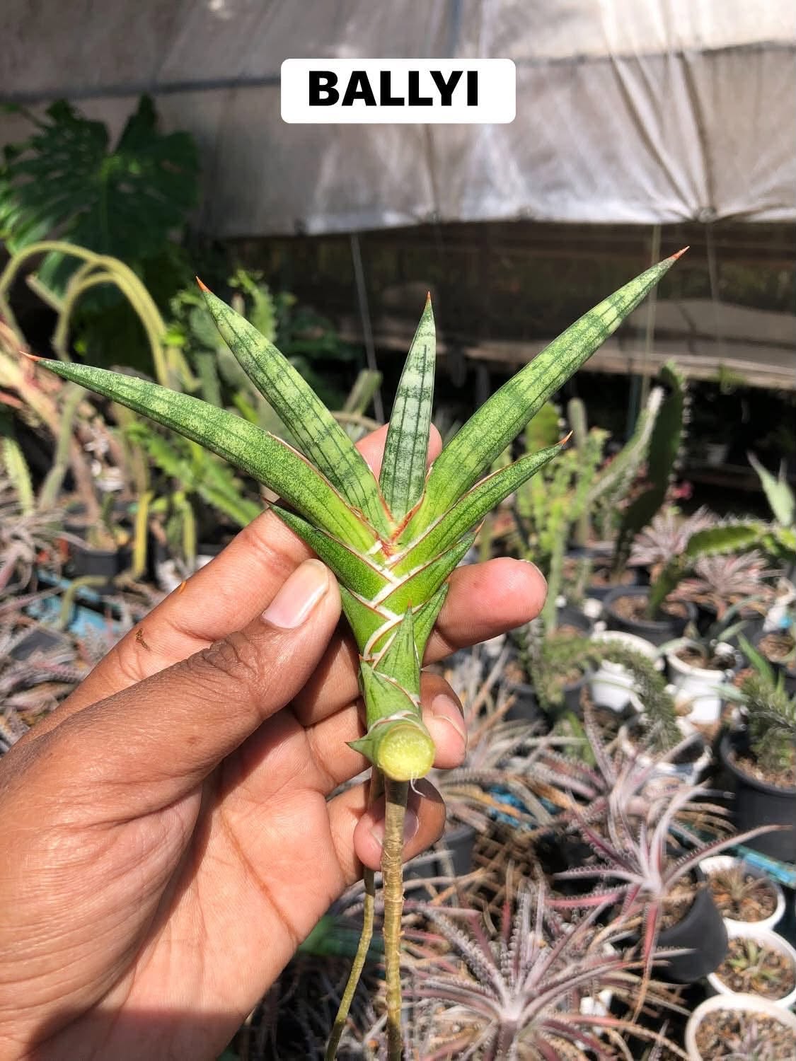 COMBO NO. 36 : COMBO OF 5 SANSEVIERIA