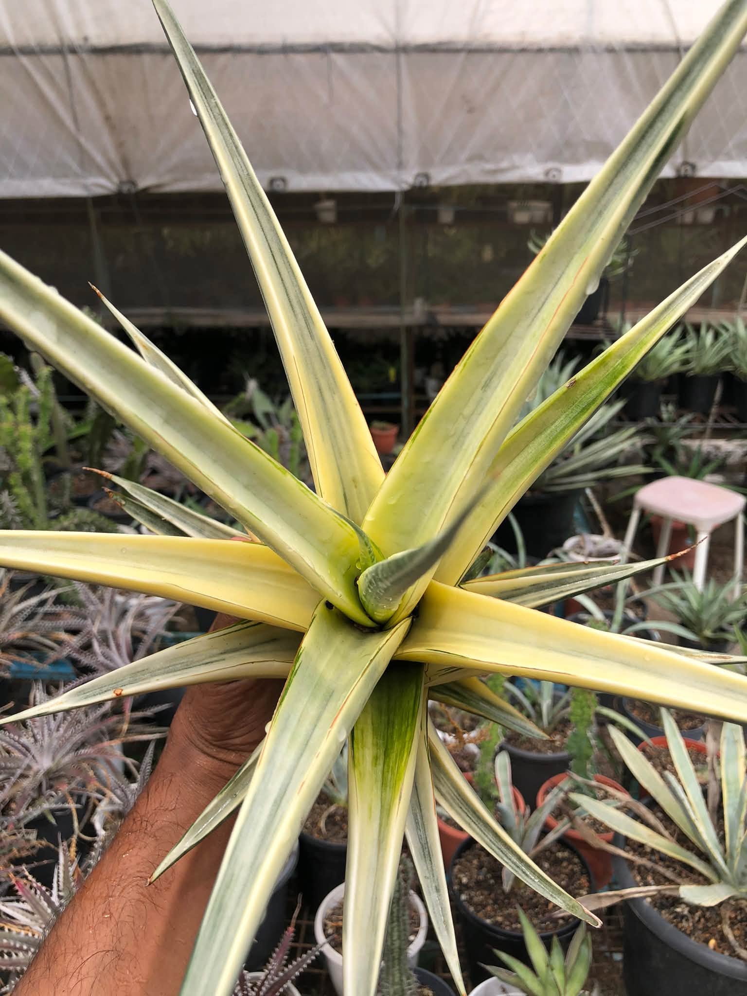 SANSEVIERIA SNOW WHITE