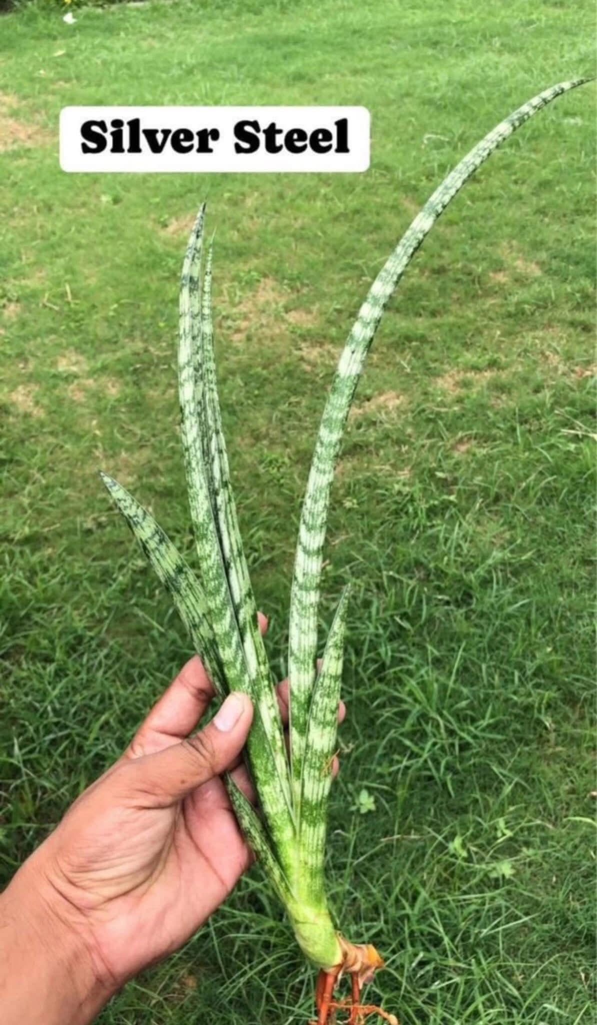 Sansevieria Combo of 7 LARGE PLANTS