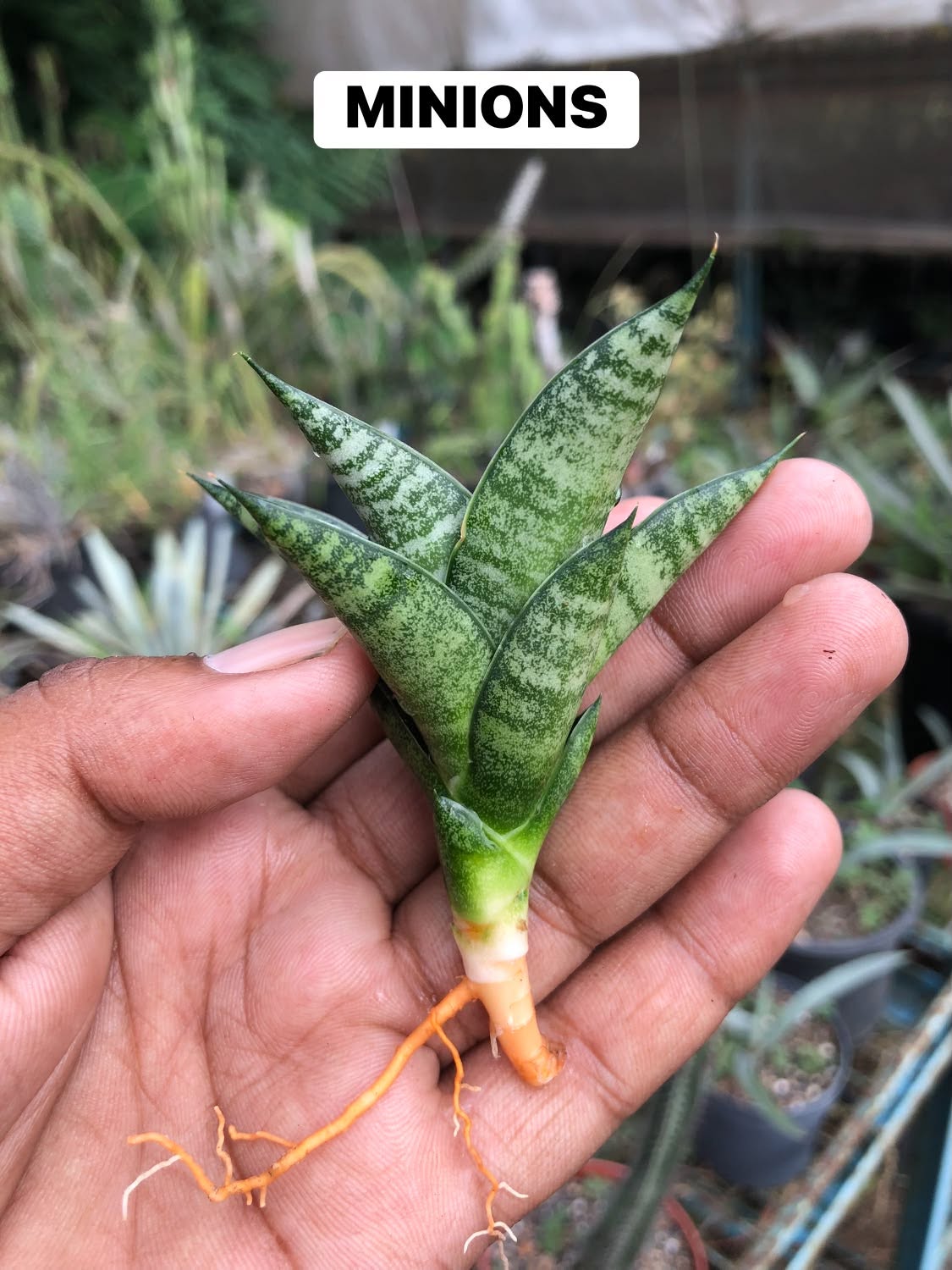 Combo No 22 : Five Mini Sansevieria