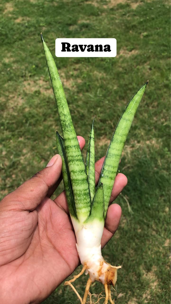 COMBO OF Eight Indonesian Hybrids of Sansevieria named on Hindu Gods and Godesses and from Hindu Mythology