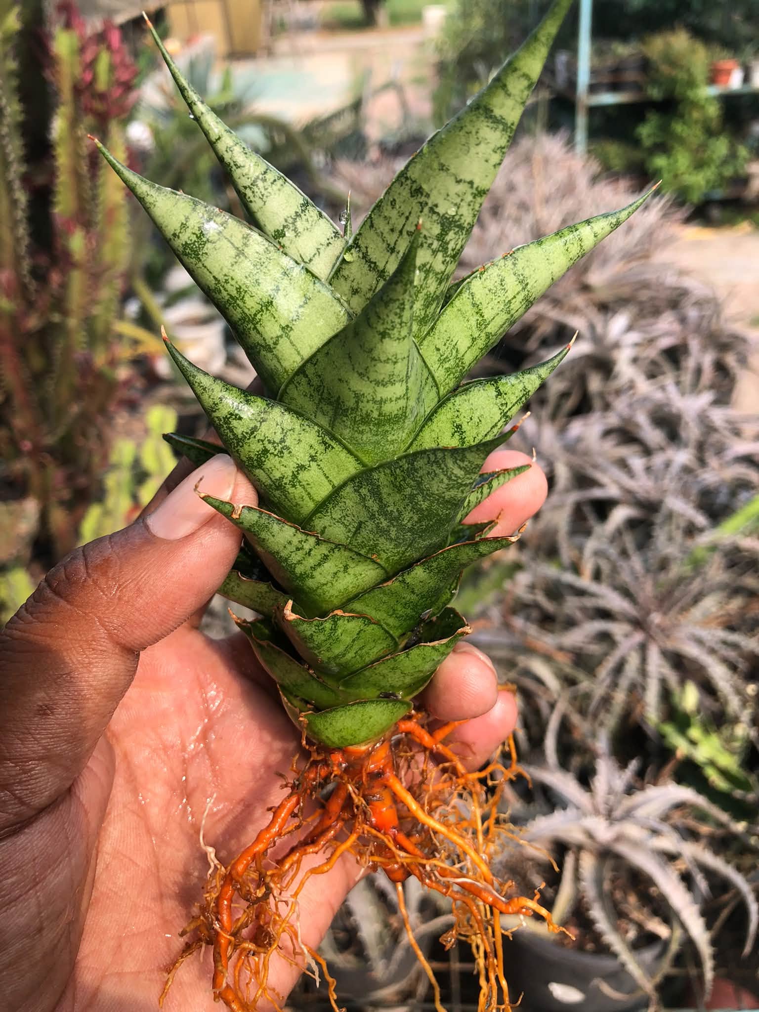 SANSEVIERIA WIN WIN MINIATURE VARIETY