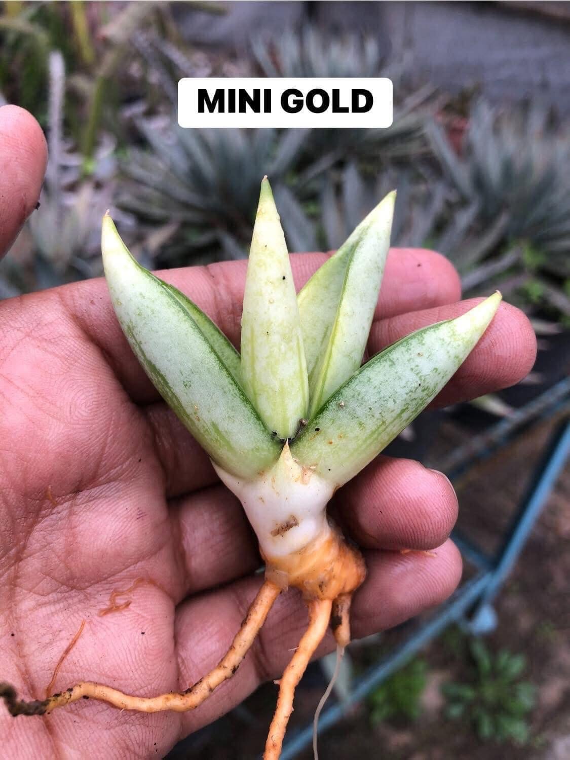 Combo of 6 Beautiful Sansevieria