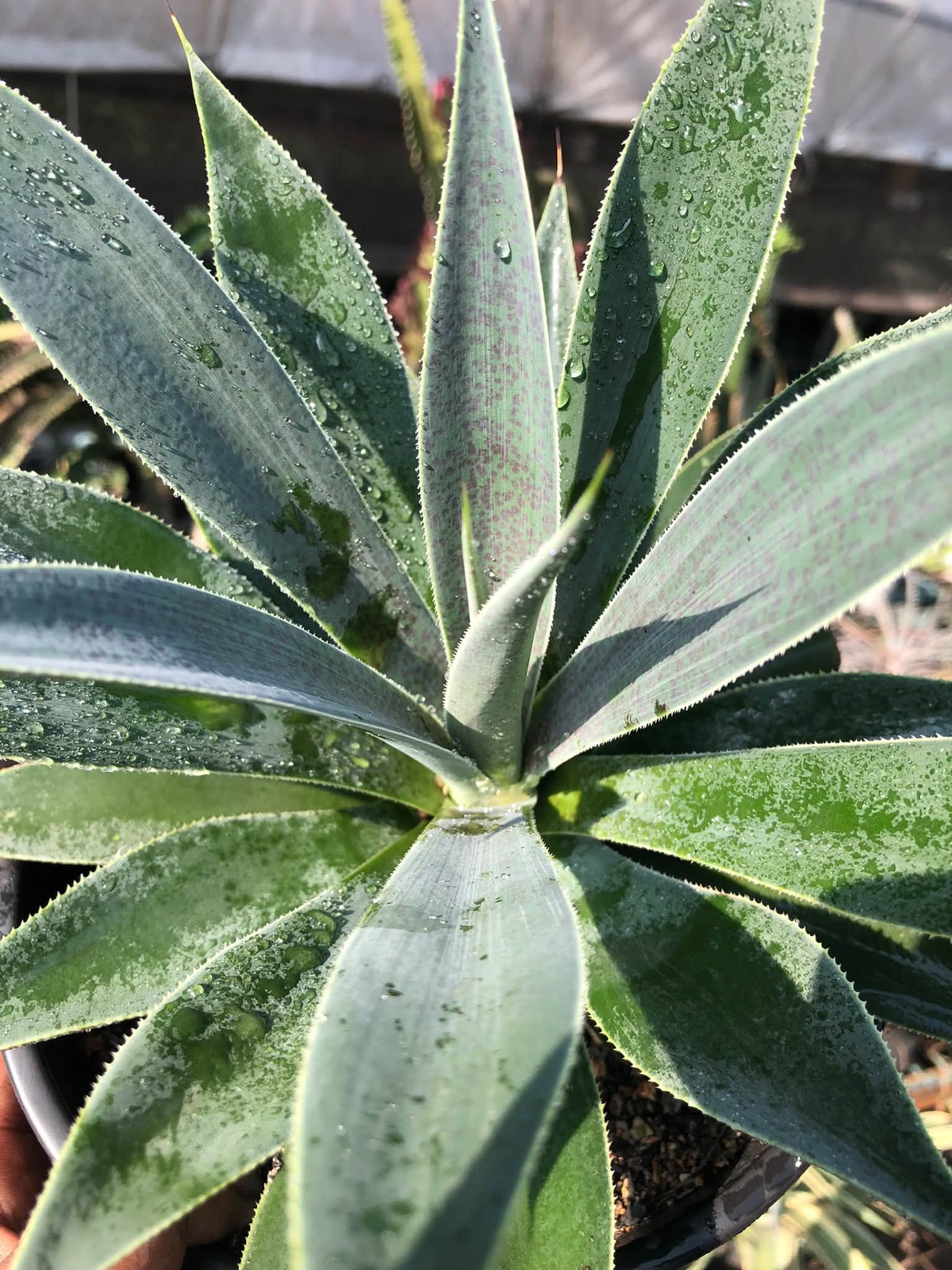 MANGAVE LAVENDER LADY