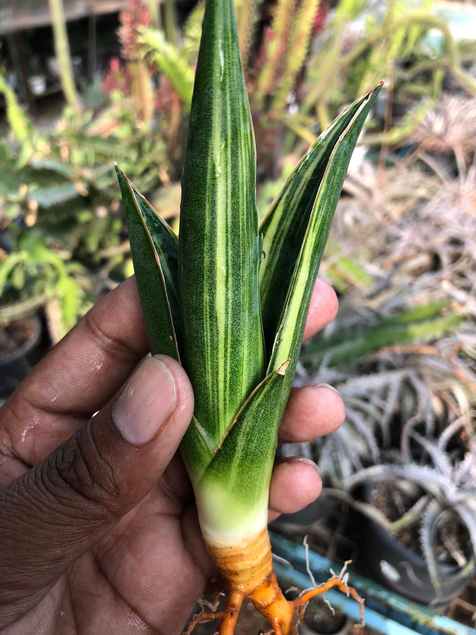 Sansevieria LUNA VARIEGATED