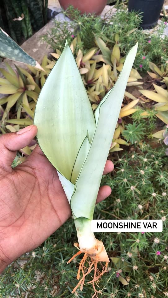 Combo of 5 Sansevieria