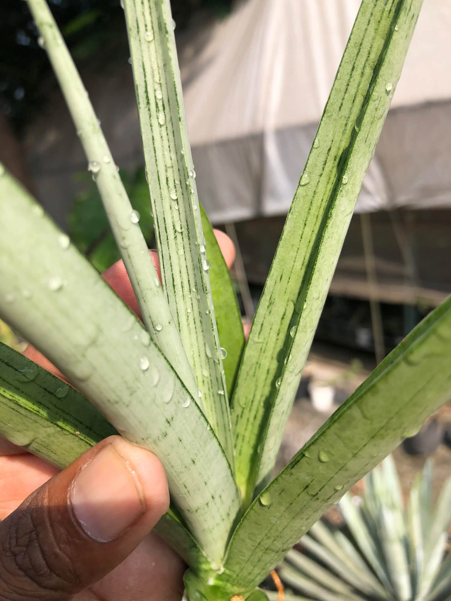 SANSEVIERIA KASIH