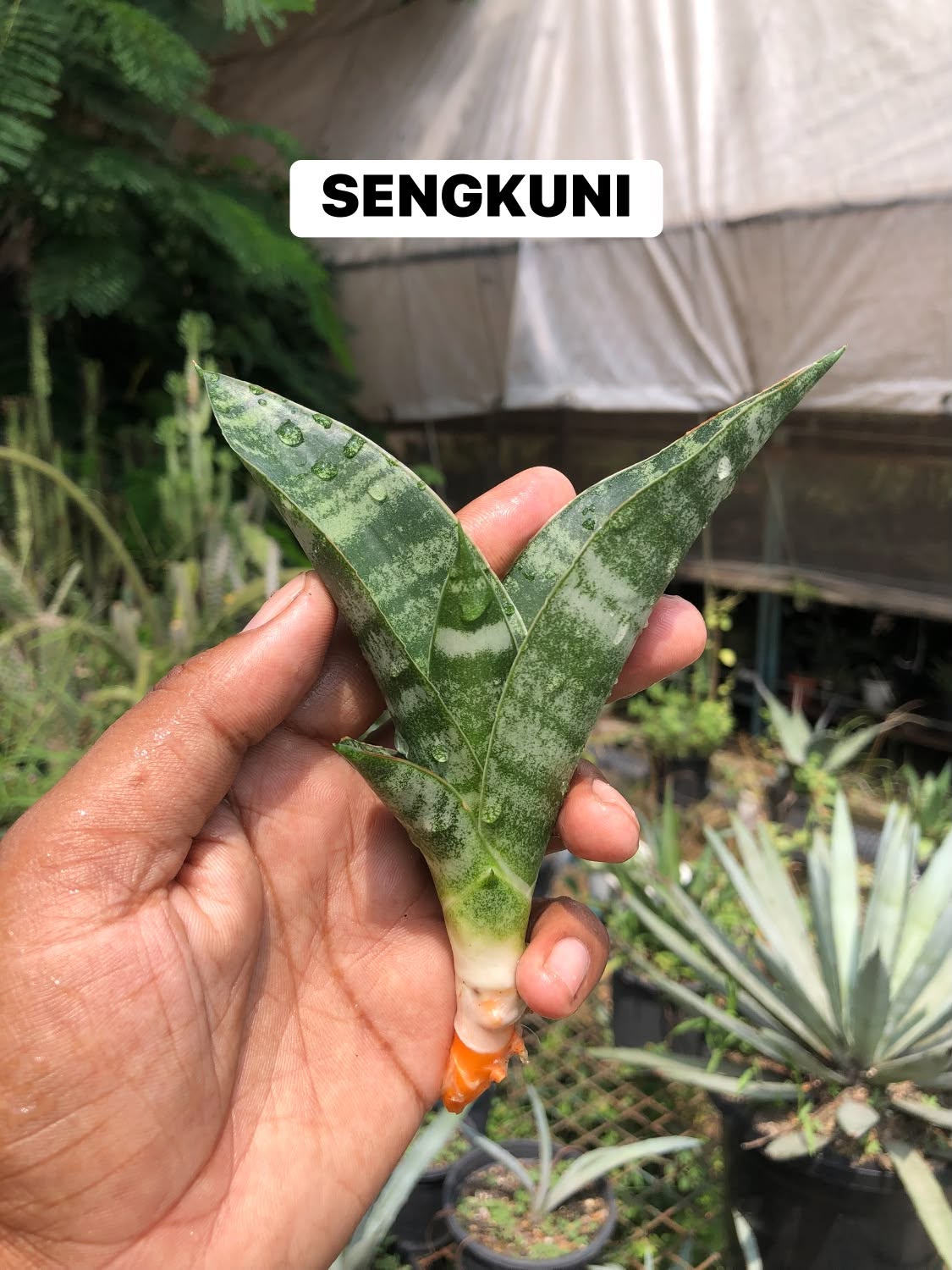 Combo No 21 : Six Popular Sansevieria