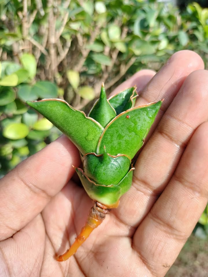 Sansevieria Combo of 7 Plants