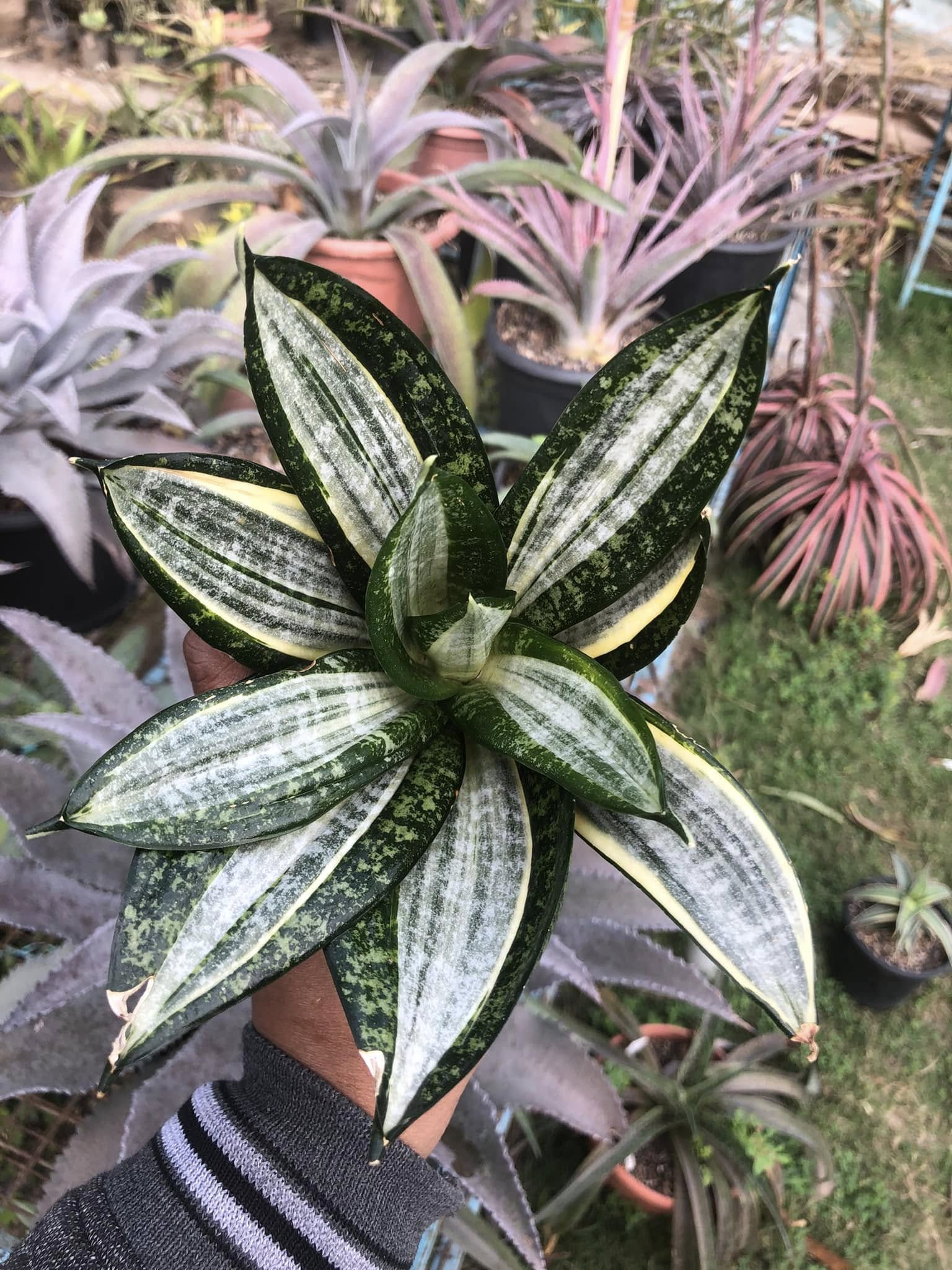 Sansevieria Hahnii Silver Zebra