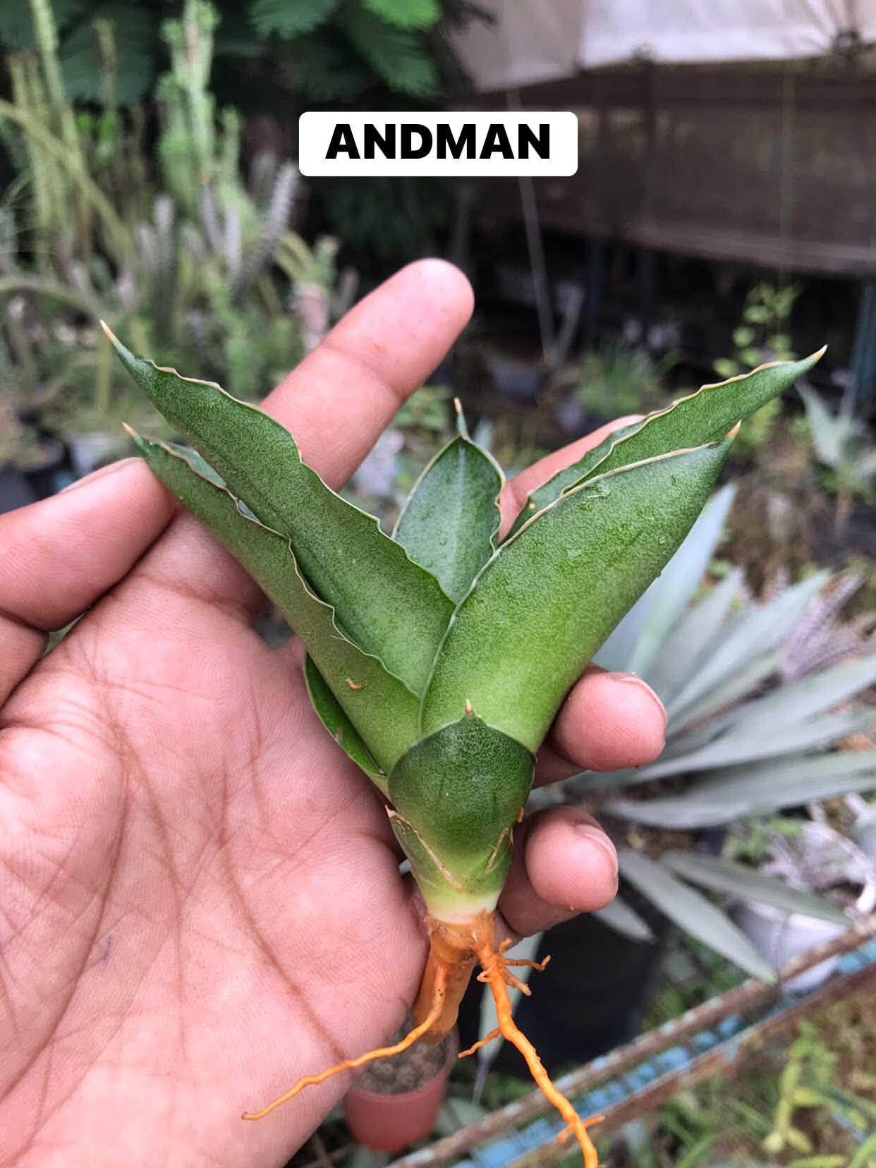 Combo No 15 : Five Popular Sansevieria